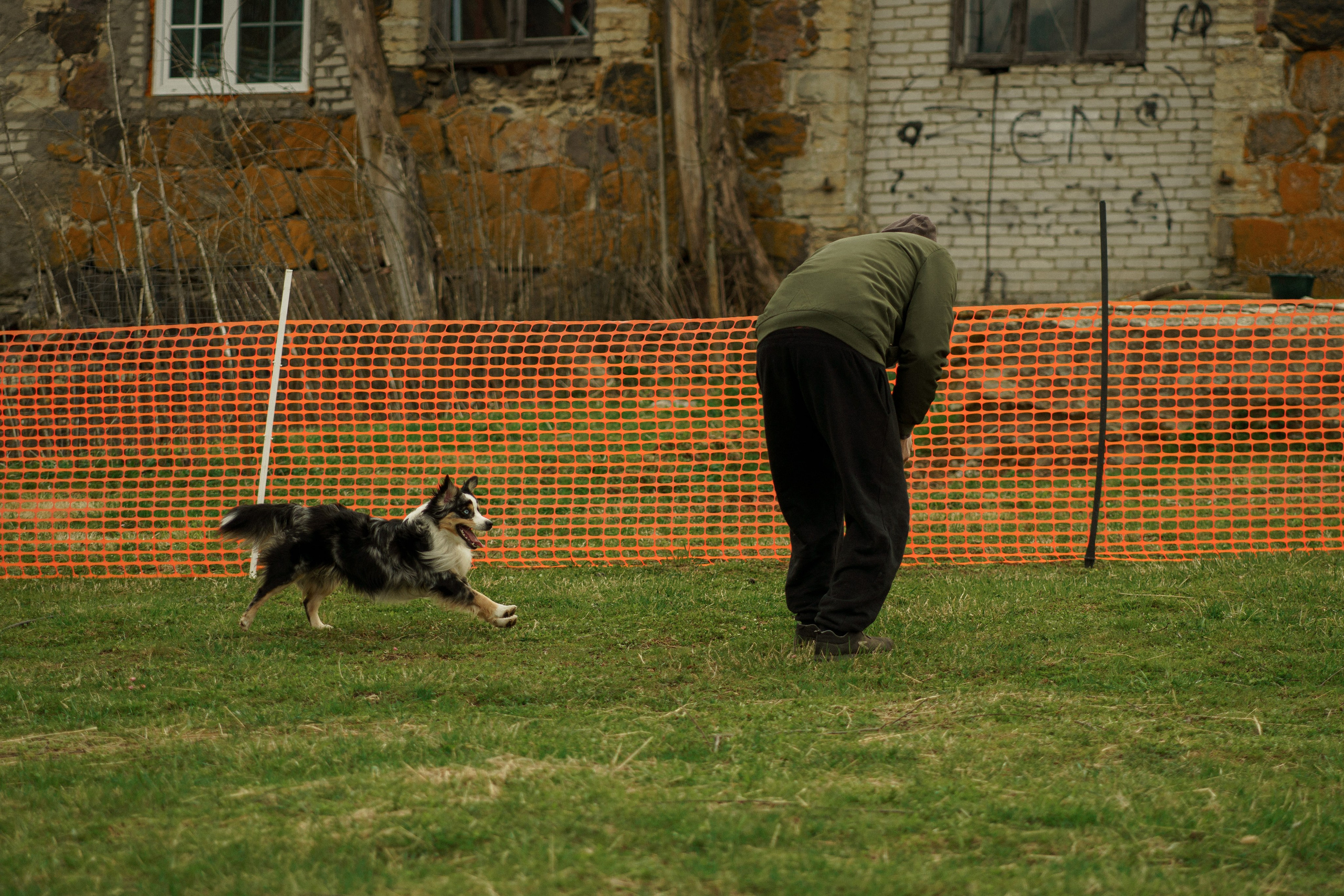 Herding Days, 26 apr. 2025. Kat Laisaar — Pet photographer in Tallinn