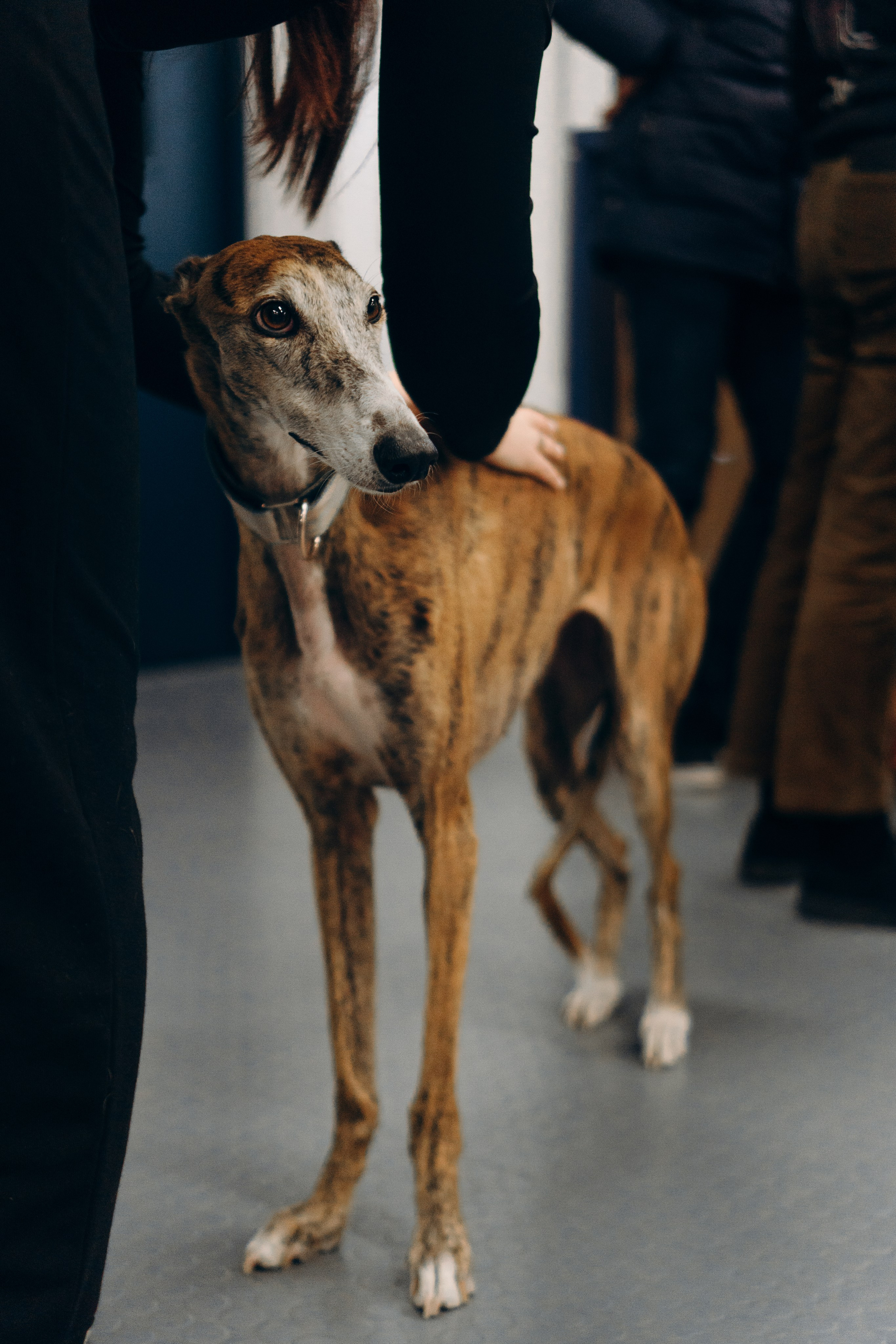 GalgoTreff / PetCity Rannamõisa, 13 apr. 2025. Kat Laisaar — Pet photographer in Tallinn