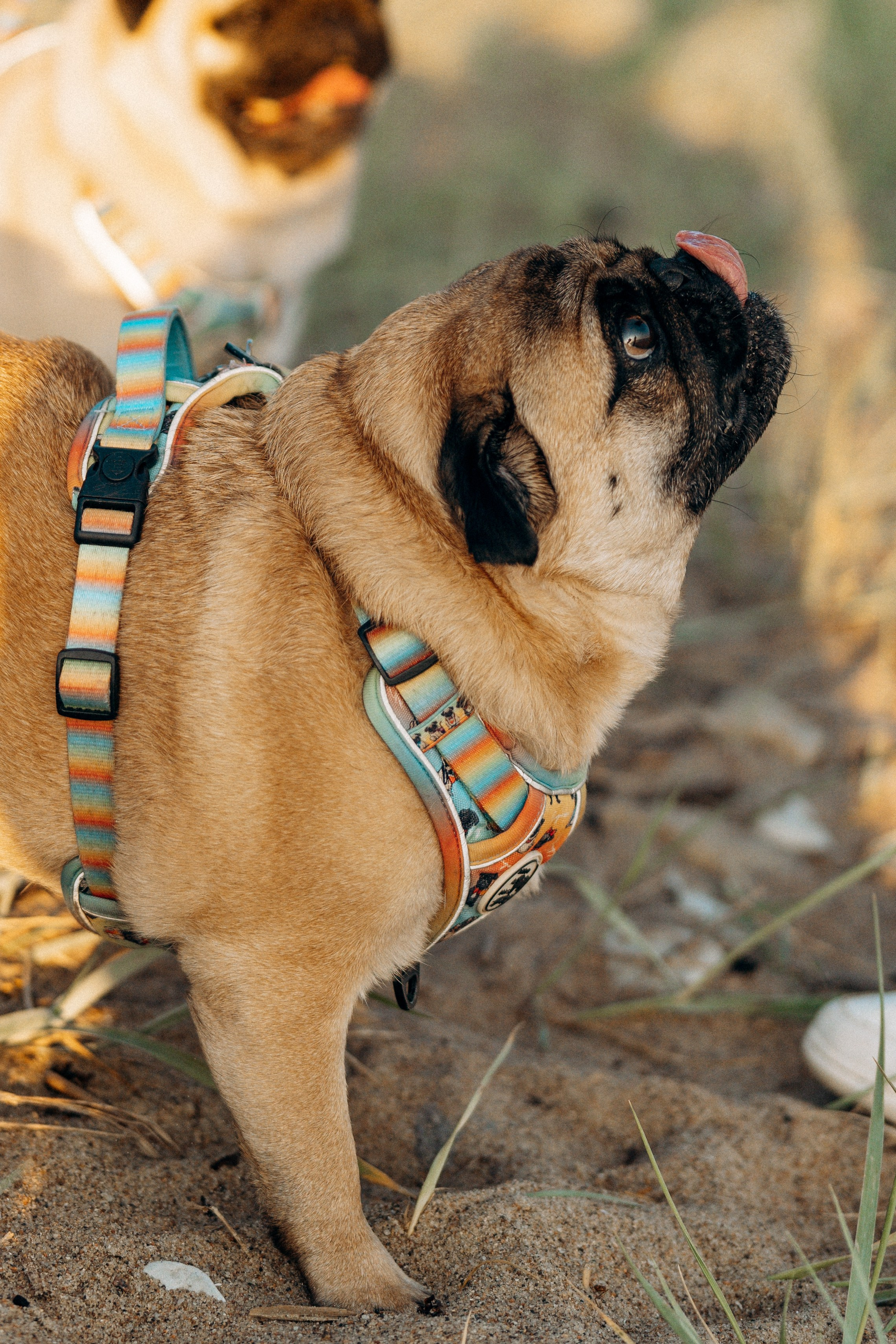 Frank, Tony, Katerina & Lev. Kat Laisaar — Pet photographer in Tallinn