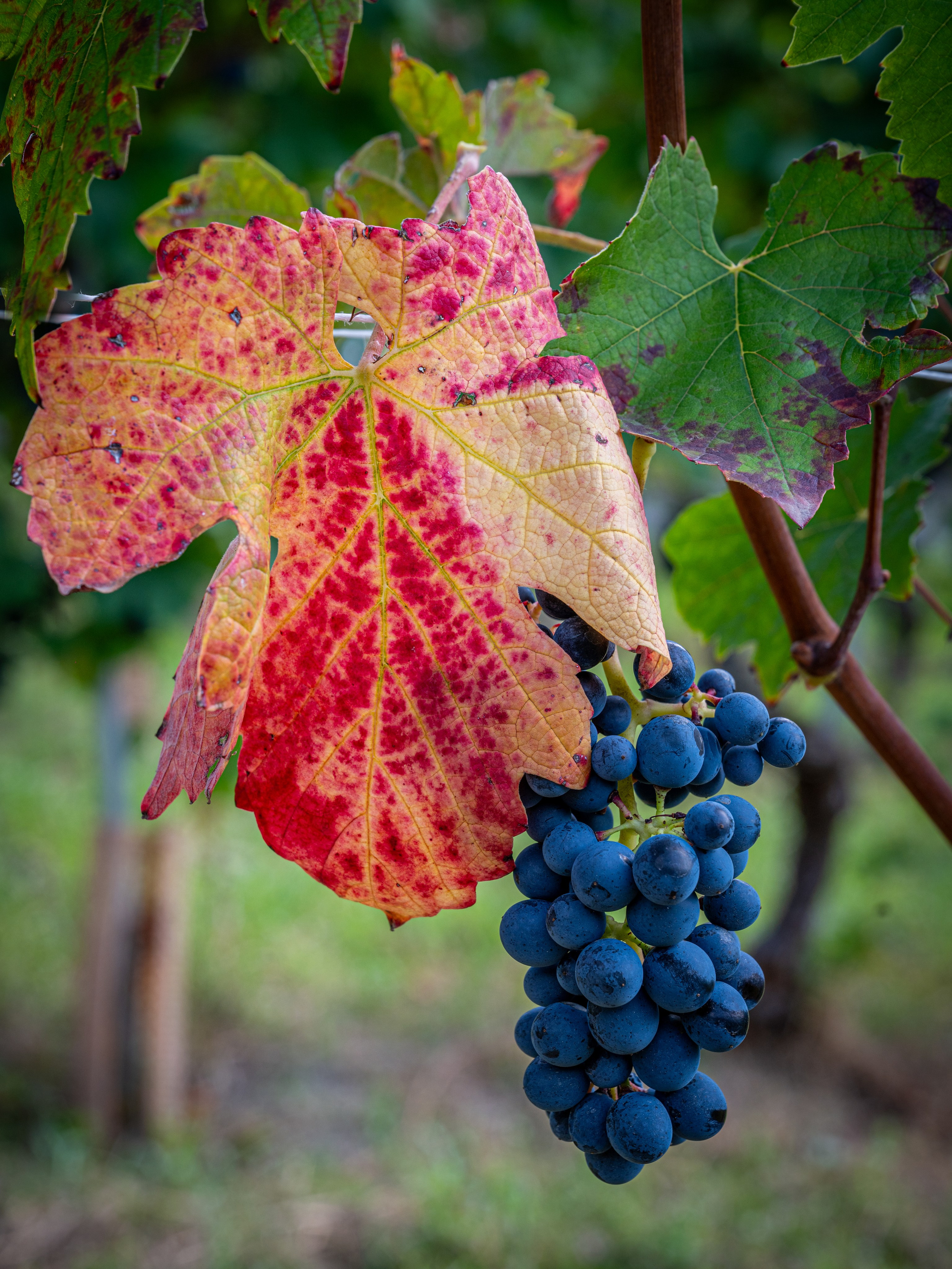 Cantine Boasso Serralunga. “Gianmaria Coscia fotografo per passione”