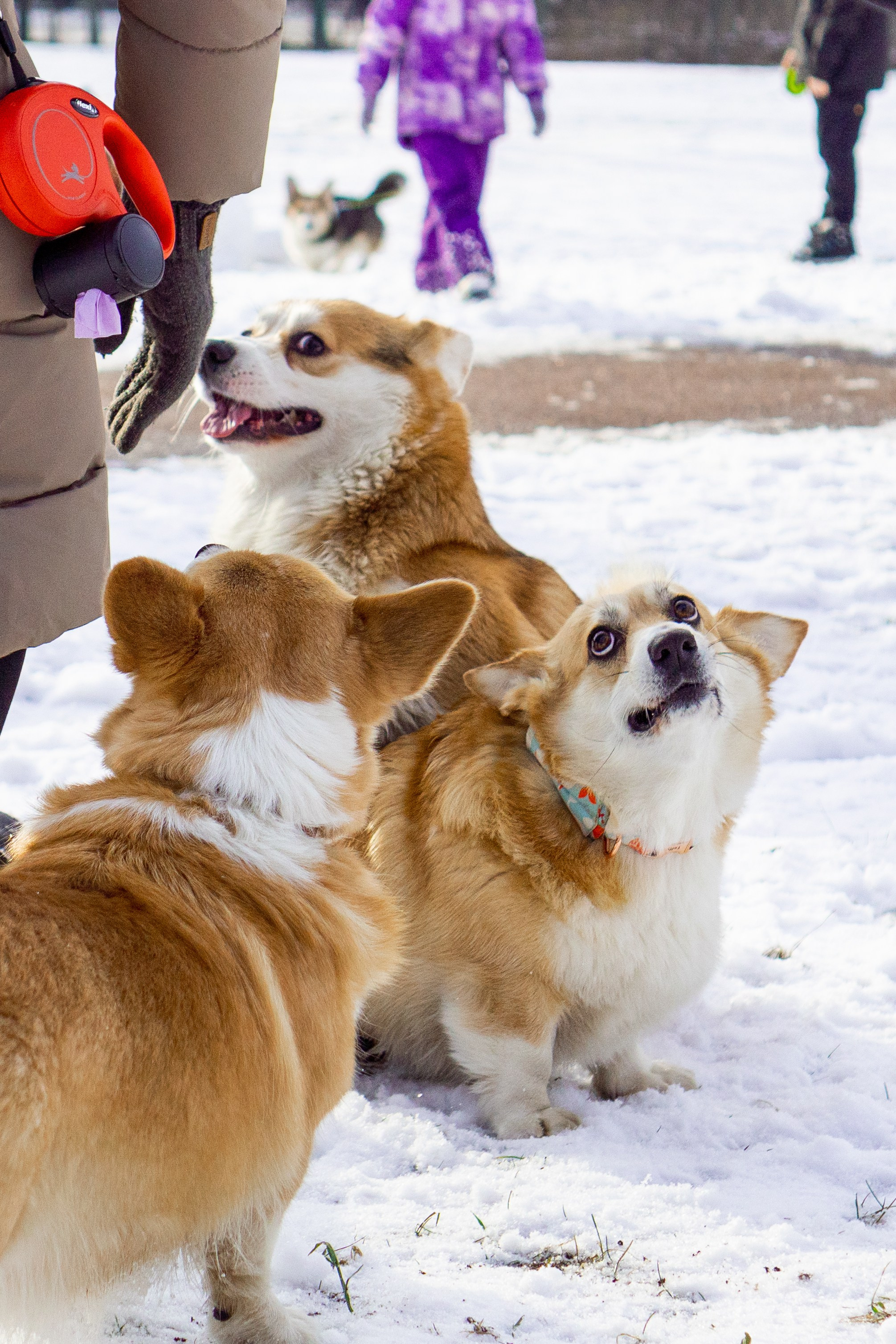Corgi party, 23 feb. 2025. Kat Laisaar — Pet photographer in Tallinn