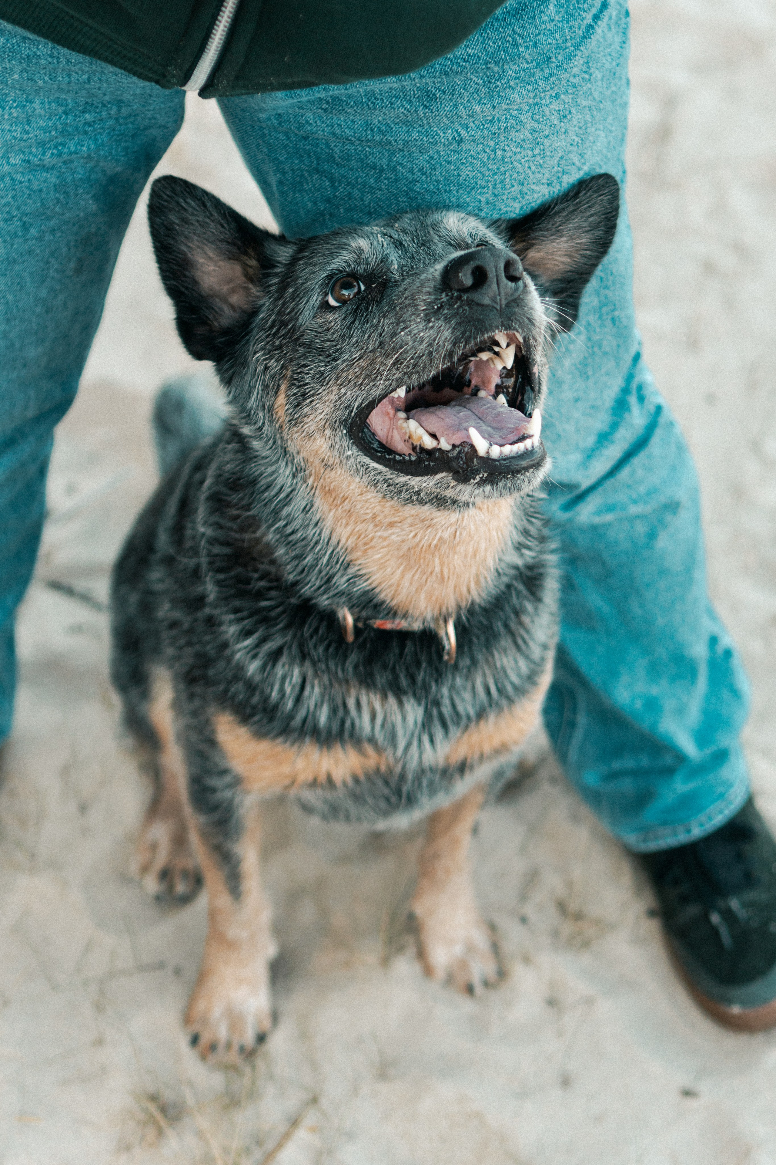 Oskar, Maria & Dmitrii. Kat Laisaar — Pet photographer in Tallinn