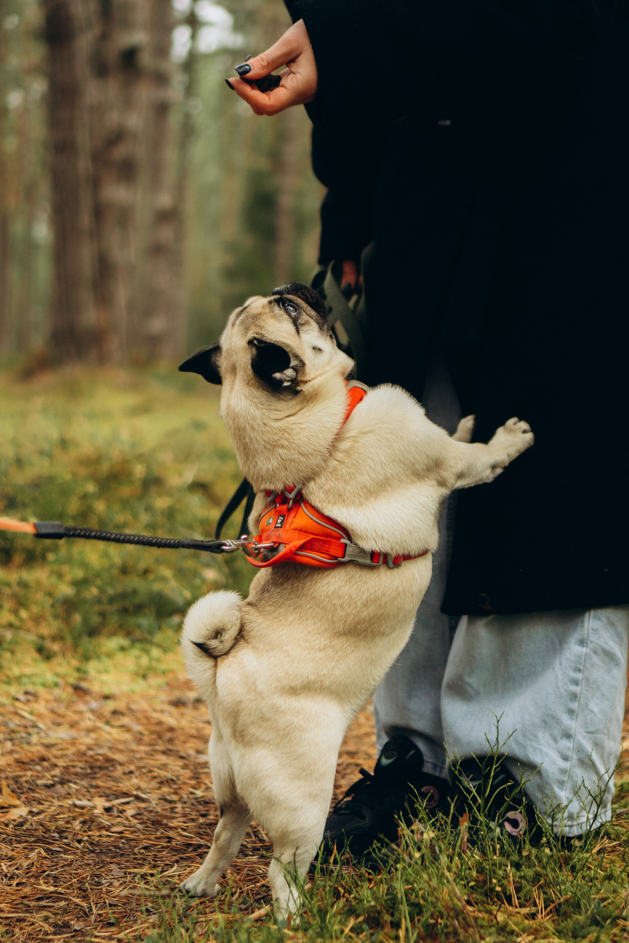 Jelena and her Sandy, Pug and Katja and her Safiir, Cardigan Welsh Corgi. Kat Laisaar — Pet photographer in Tallinn