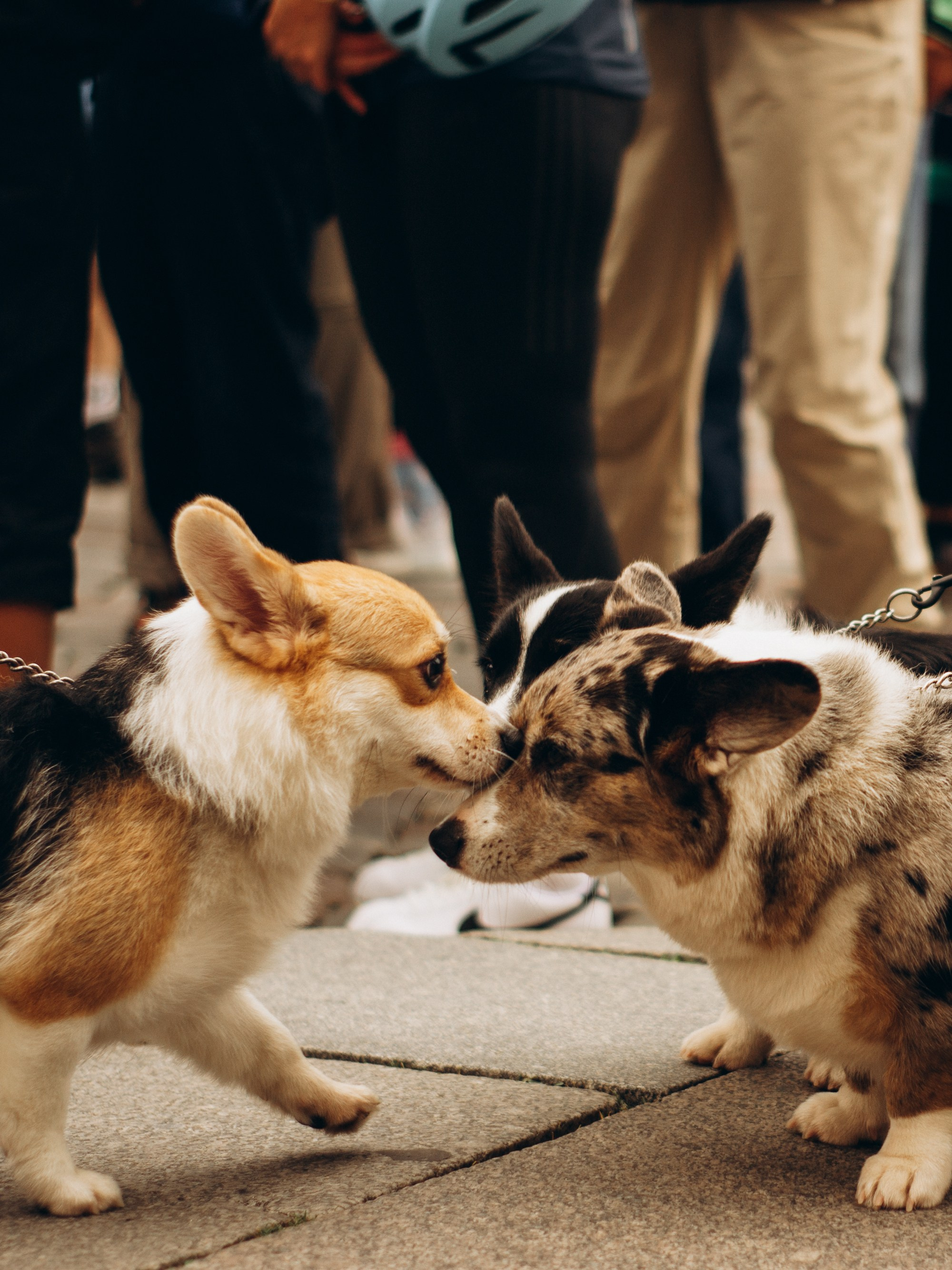 Corgi party, september. Kat Laisaar — Pet photographer in Tallinn