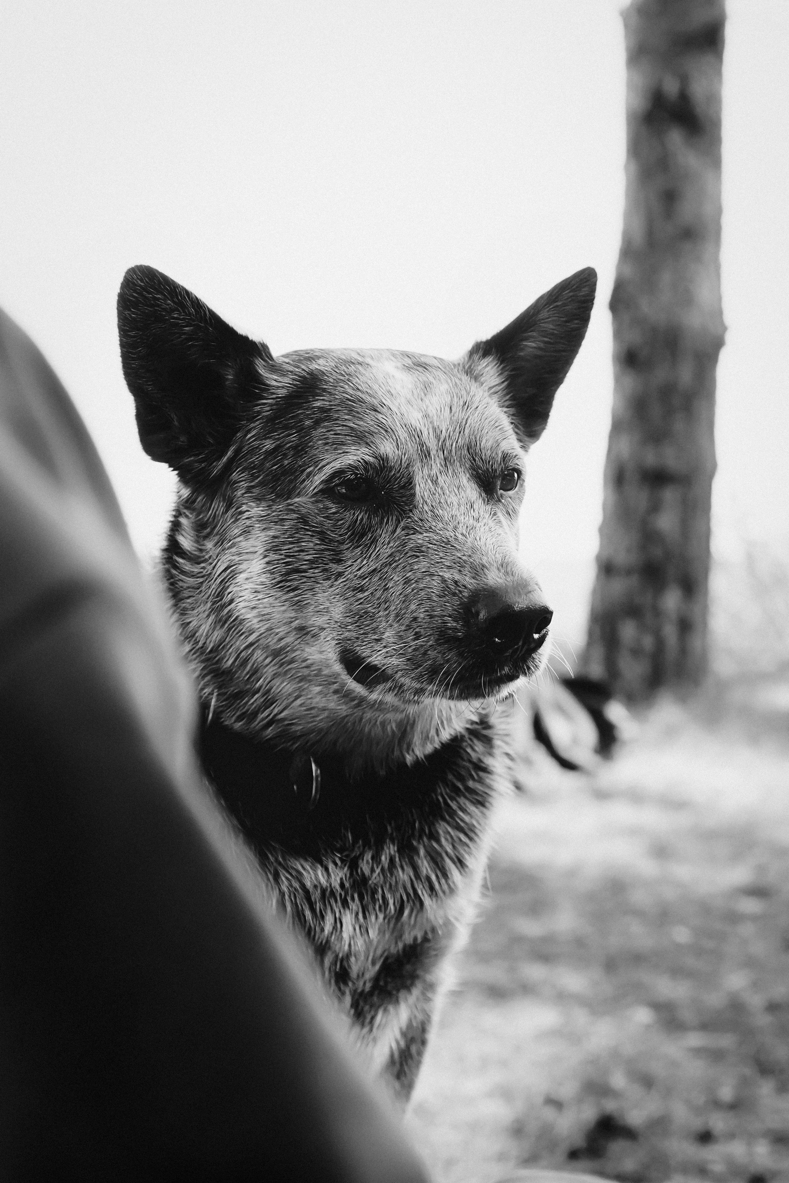 Oskar, Maria & Dmitrii. Kat Laisaar — Pet photographer in Tallinn
