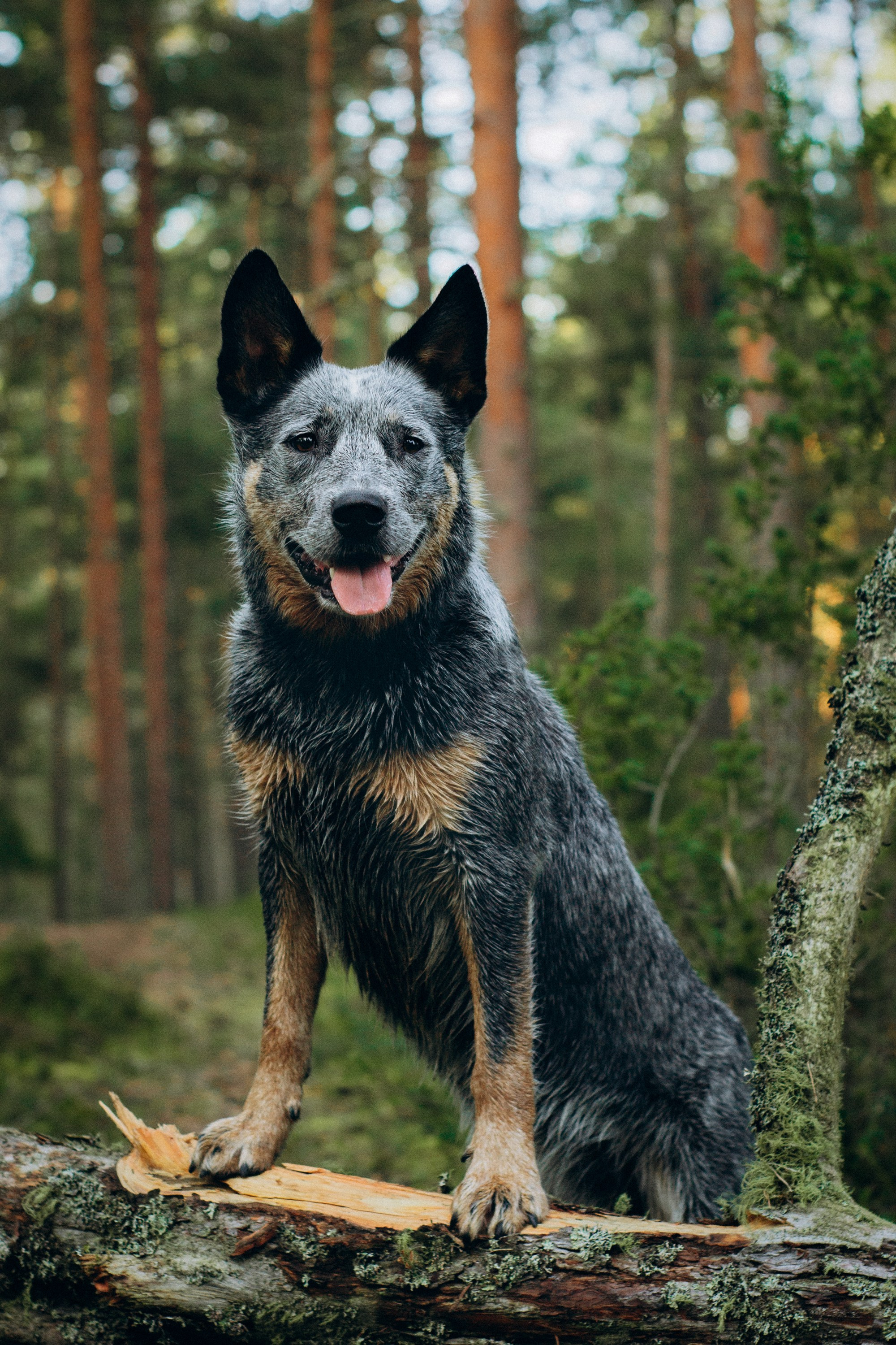 Dakota, Australian Cattle Dog. Kat Laisaar — Pet photographer in Tallinn