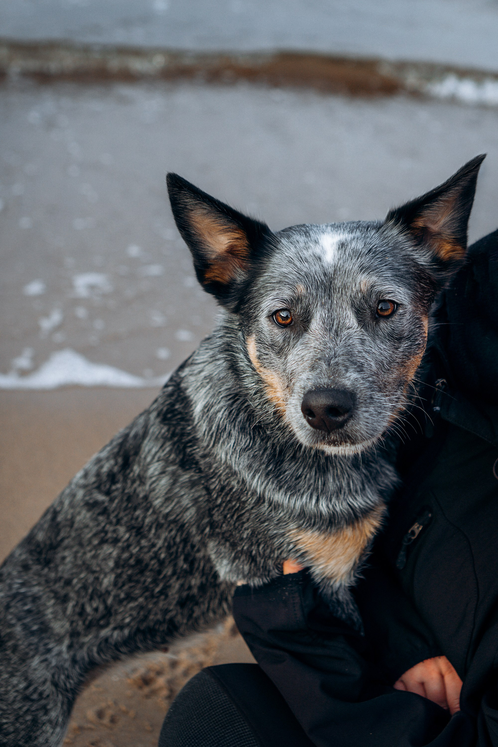 Polina and her Dakota, Australian Cattle Dog. Kat Laisaar — Pet photographer in Tallinn