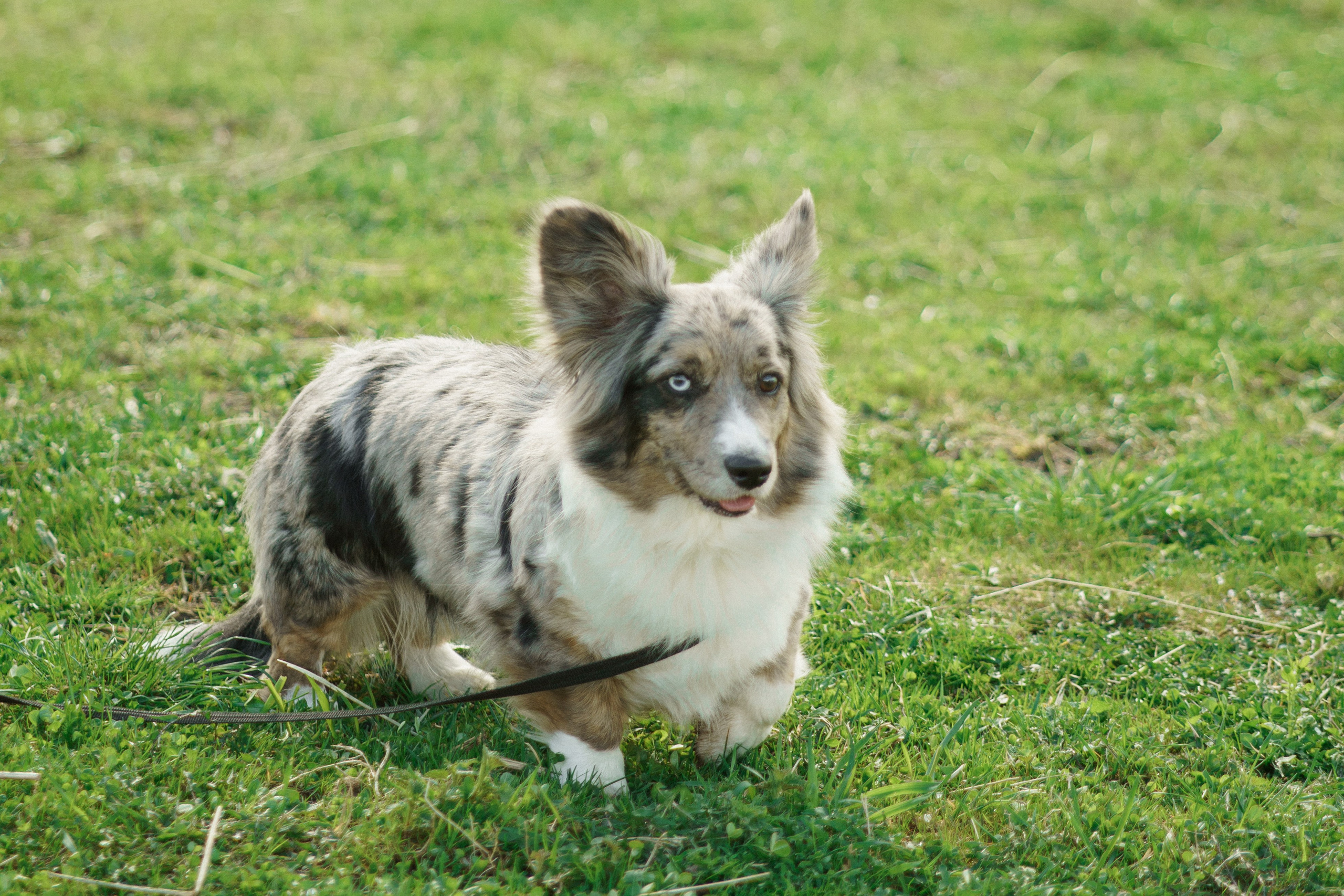 Herding Days, 26 apr. 2025. Kat Laisaar — Pet photographer in Tallinn