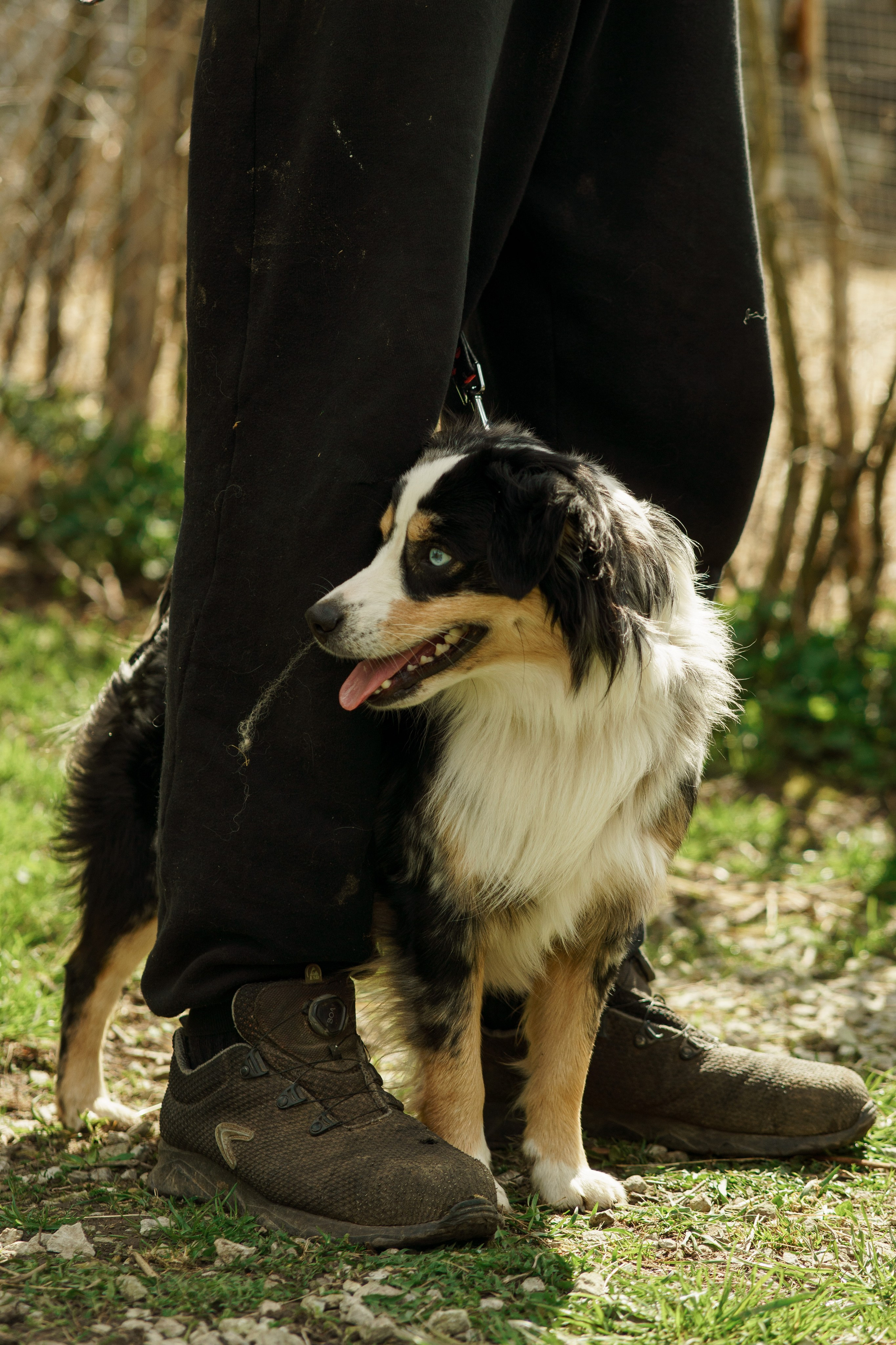 Herding Days, 26 apr. 2025. Kat Laisaar — Pet photographer in Tallinn