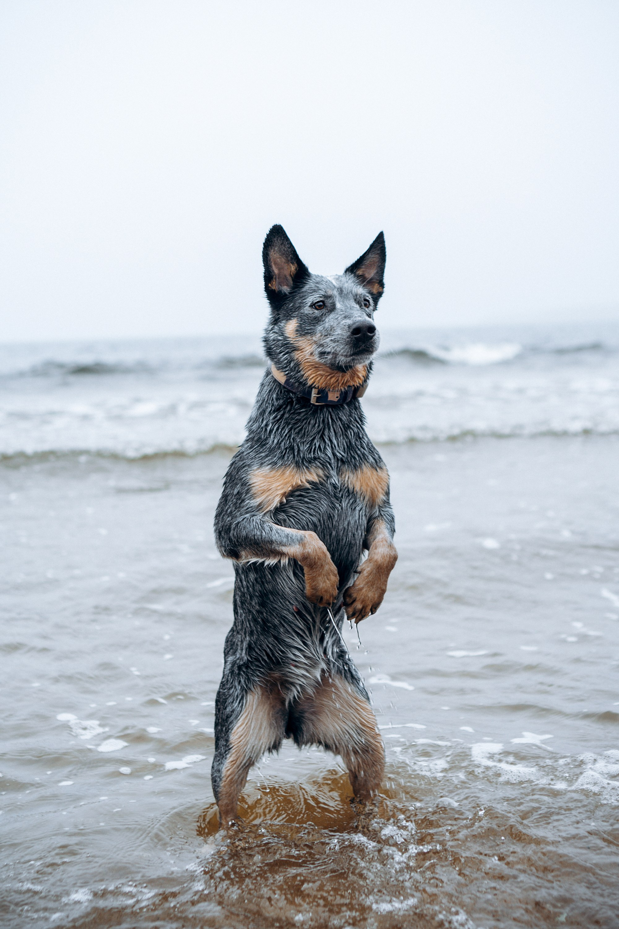Polina and her Dakota, Australian Cattle Dog. Kat Laisaar — Pet photographer in Tallinn