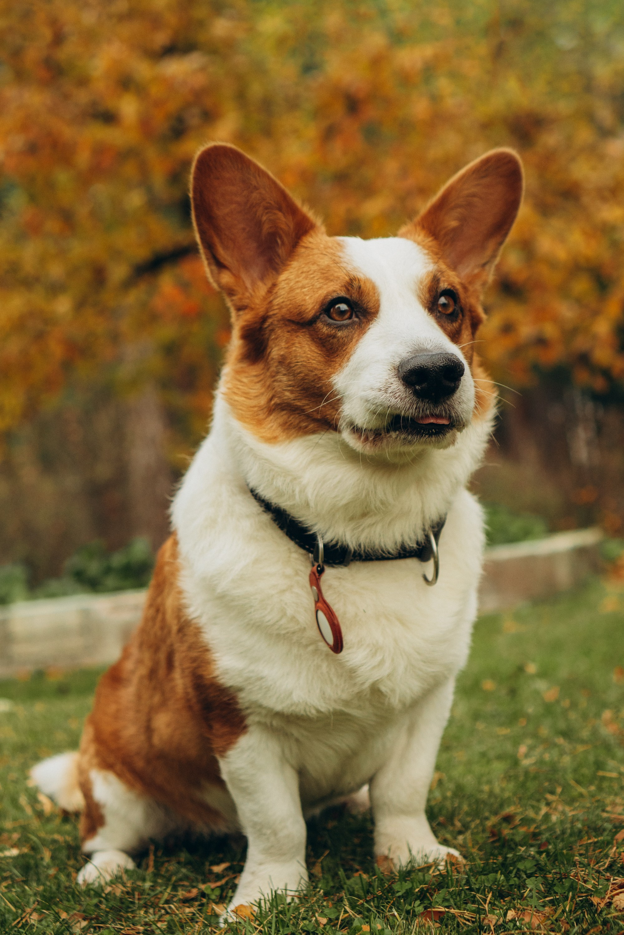 Jelena and her Sandy, Pug and Katja and her Safiir, Cardigan Welsh Corgi. Kat Laisaar — Pet photographer in Tallinn