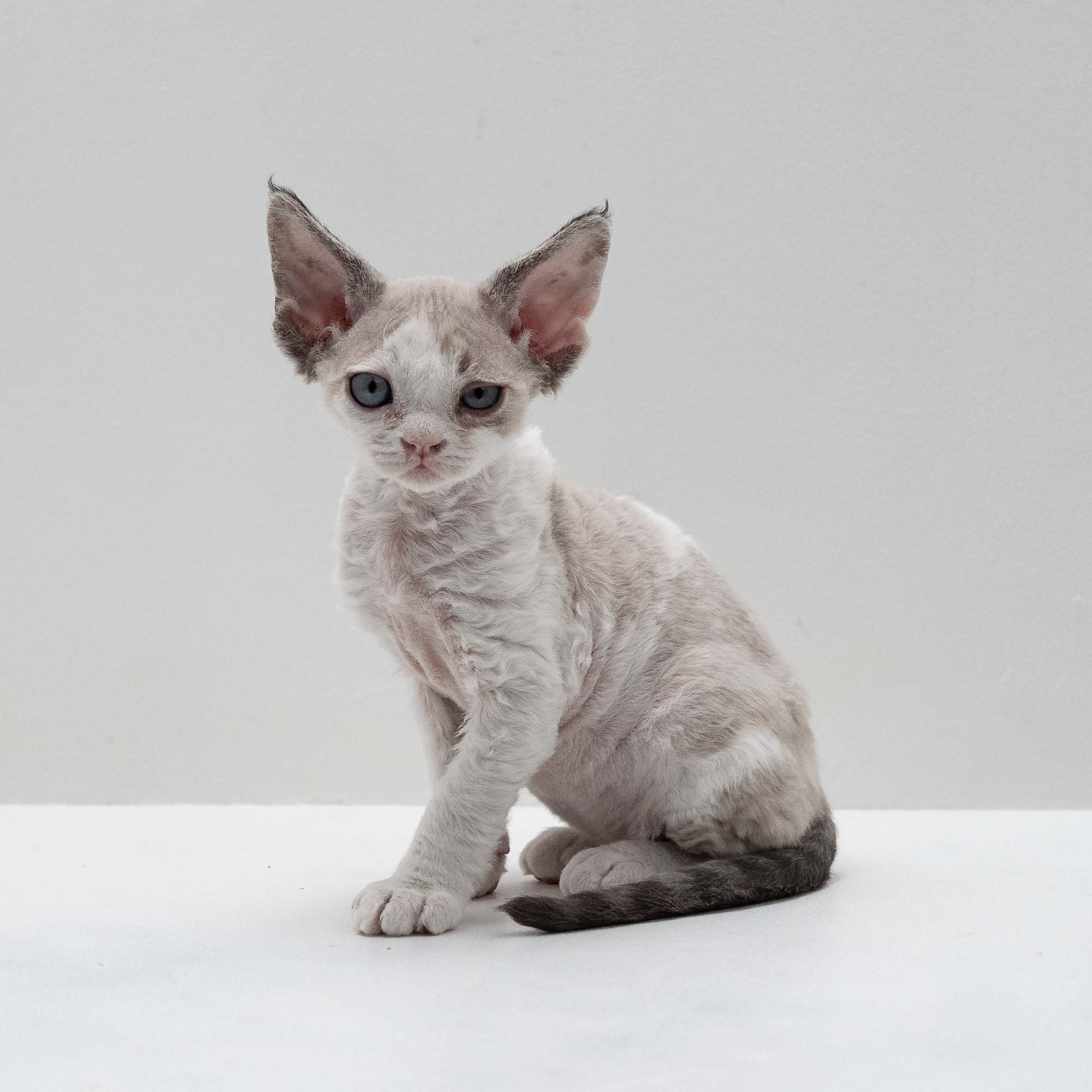 Frodo, boy, born on 01.01.25. Devon Rex Pixie Cattery