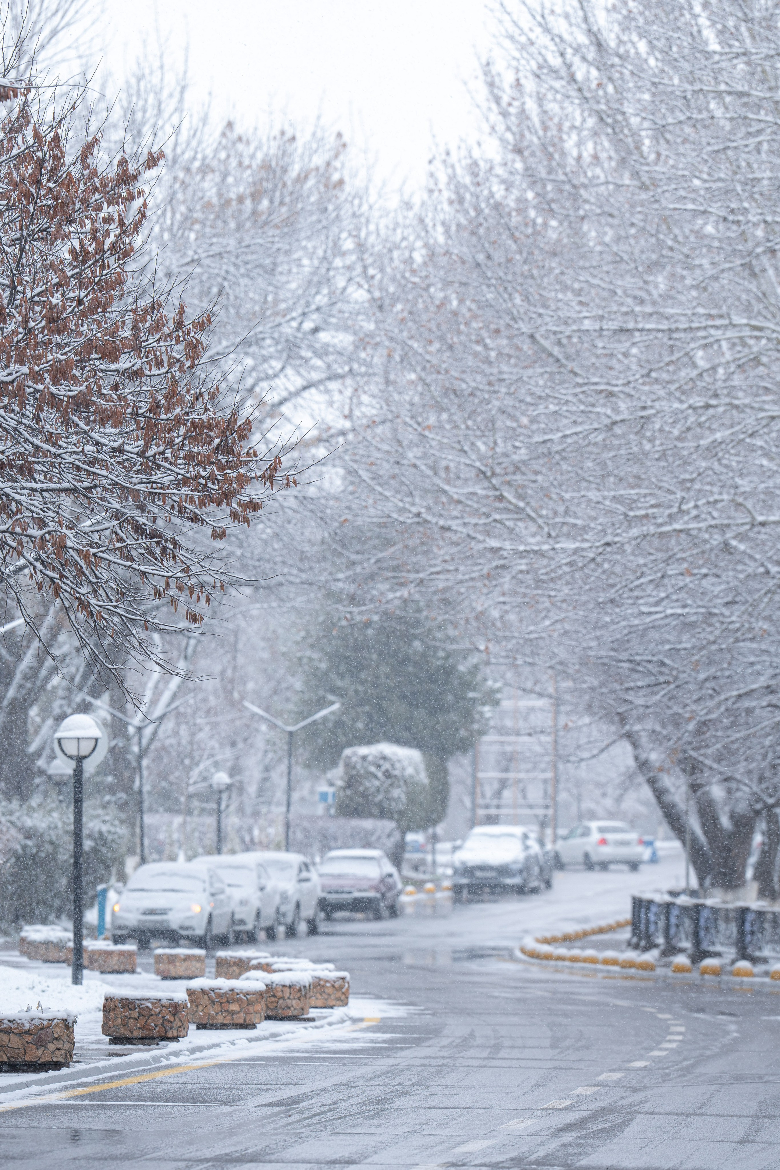 Первый снег в 2024 году. Георгий Намазов | Фотограф в Ташкенте