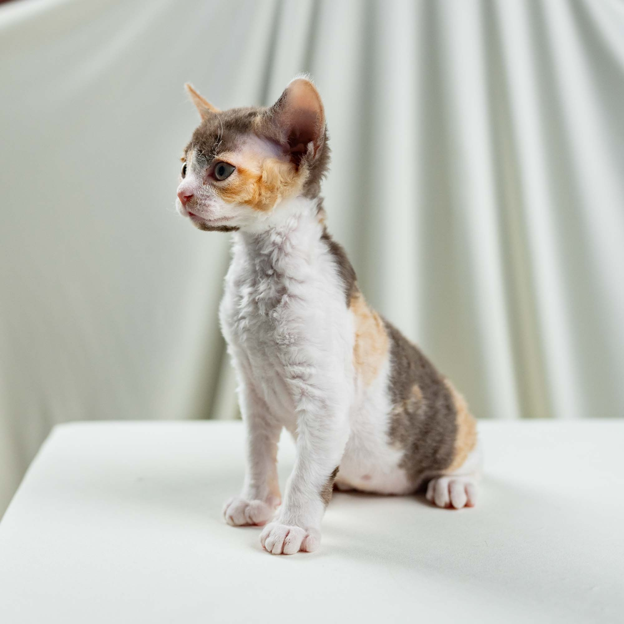 Dixie, girl, born on 06.06.24 SOLD. Devon Rex Pixie Cattery