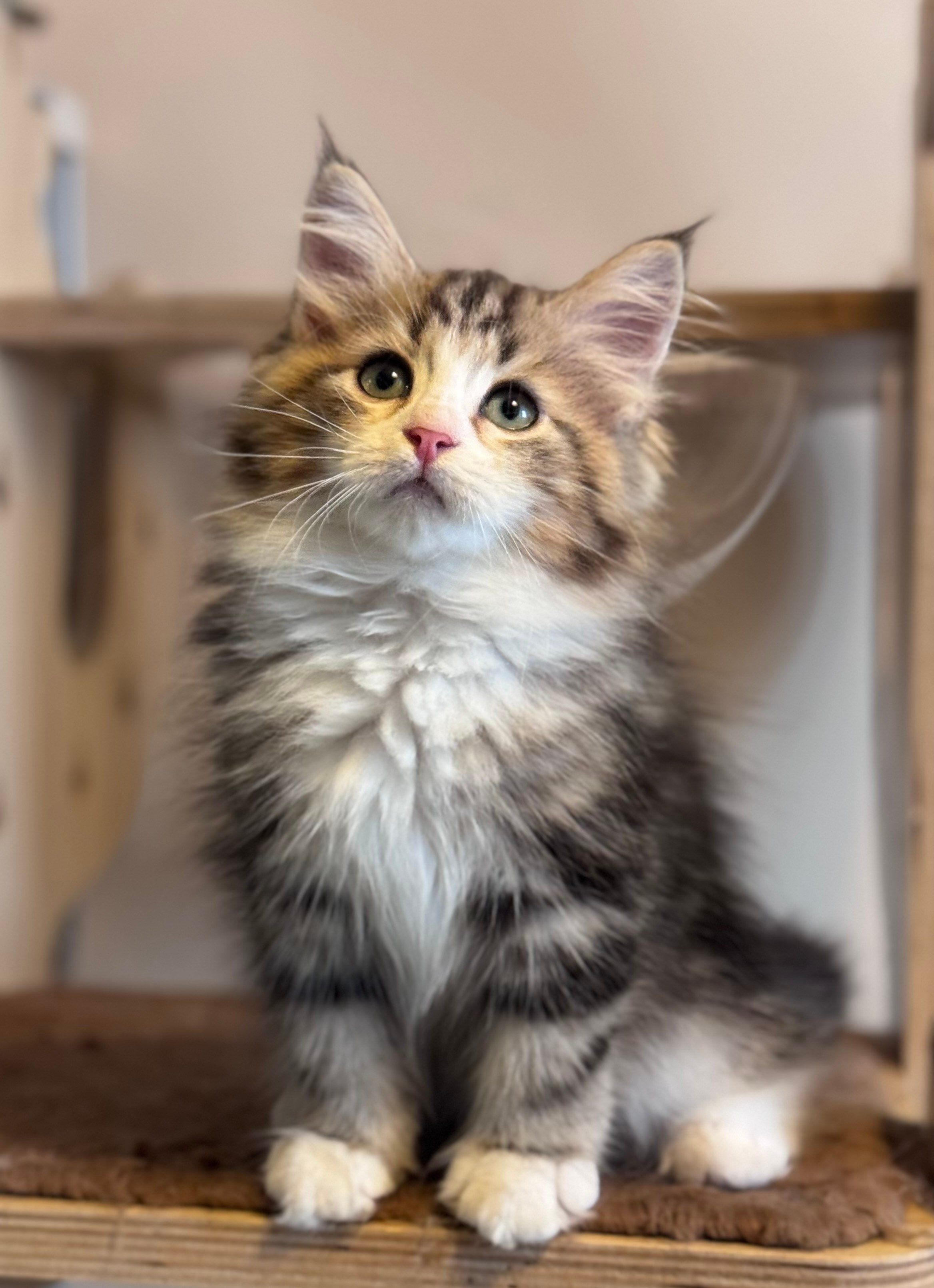 Reserved - Tatiana - 2.5 months old - brown tabby and white tabby female