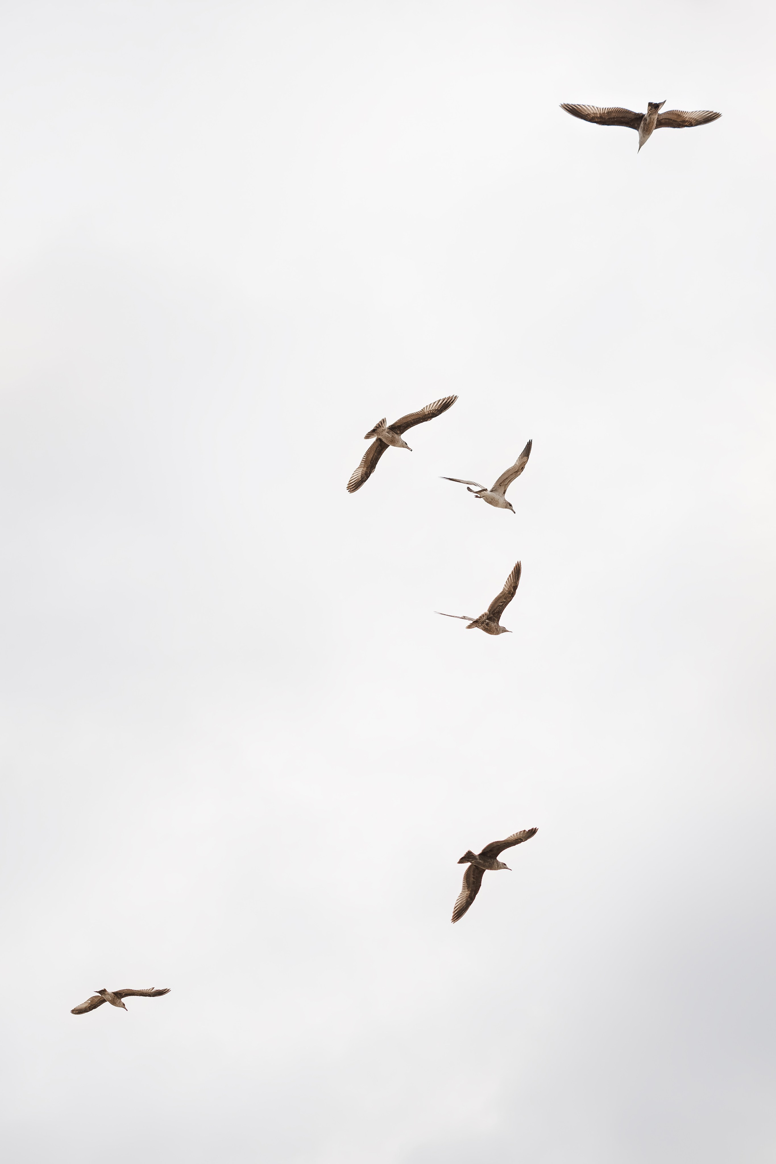 Portraits. ArtFeather Photography. Sacramento, California