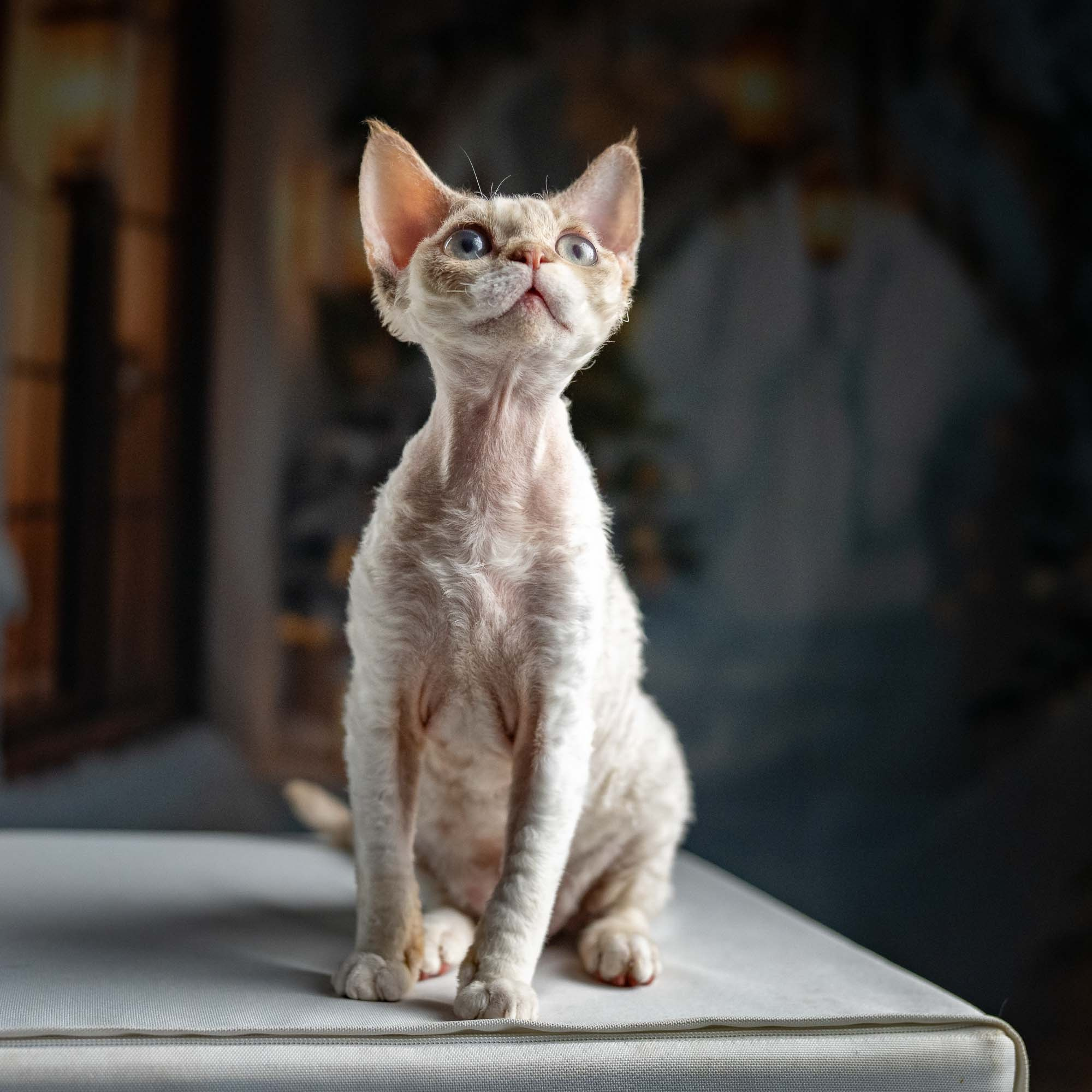 Jessica, girl, born 06.25.2025. Devon Rex Pixie Cattery