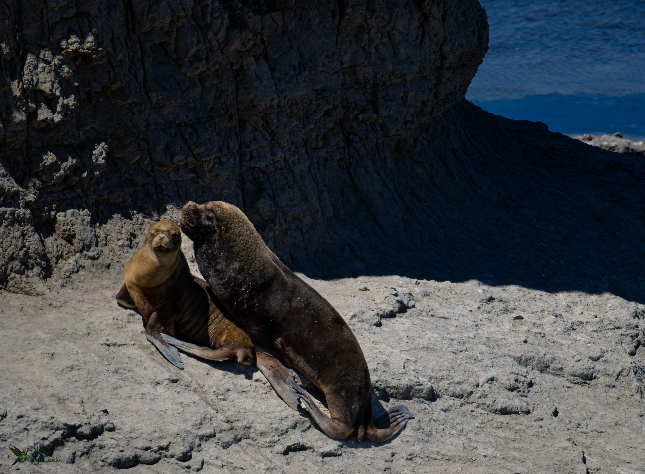 Южный морской лев