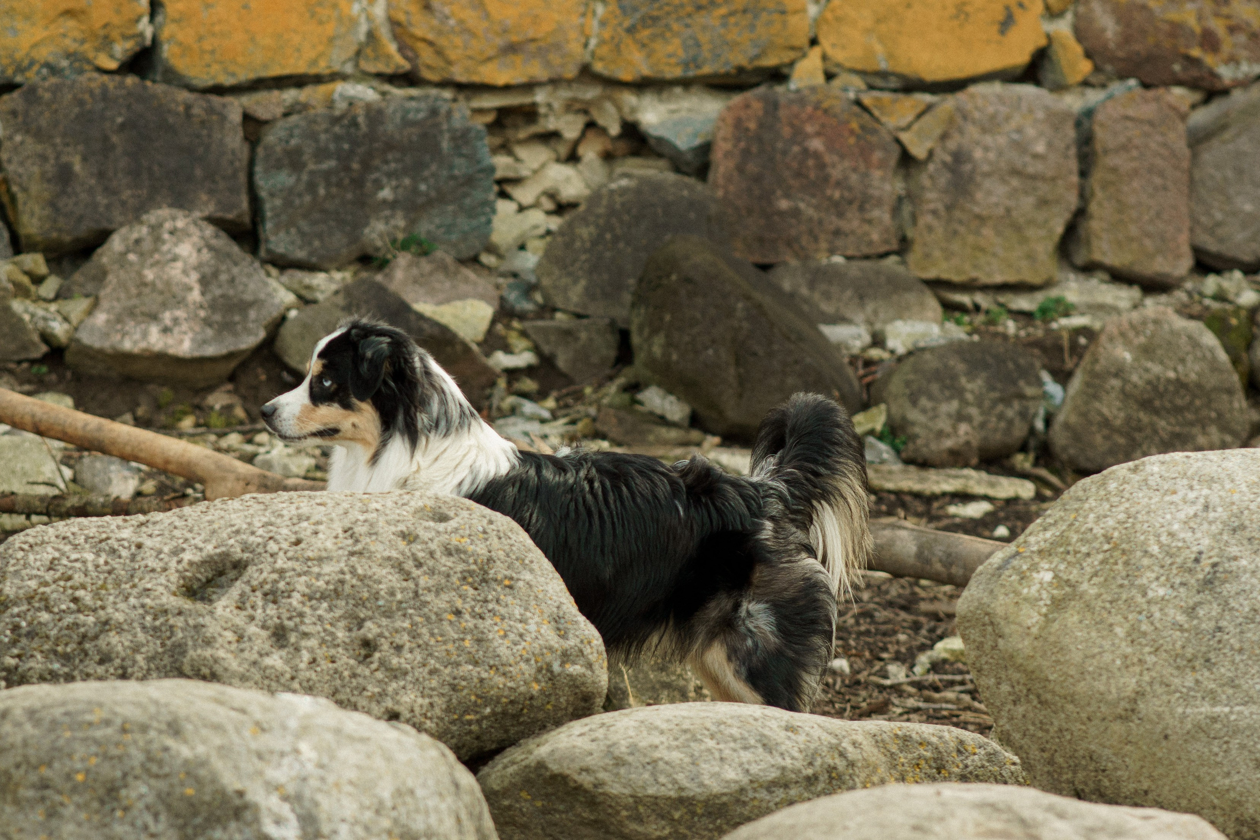 Herding Days, 26 apr. 2025. Kat Laisaar — Pet photographer in Tallinn