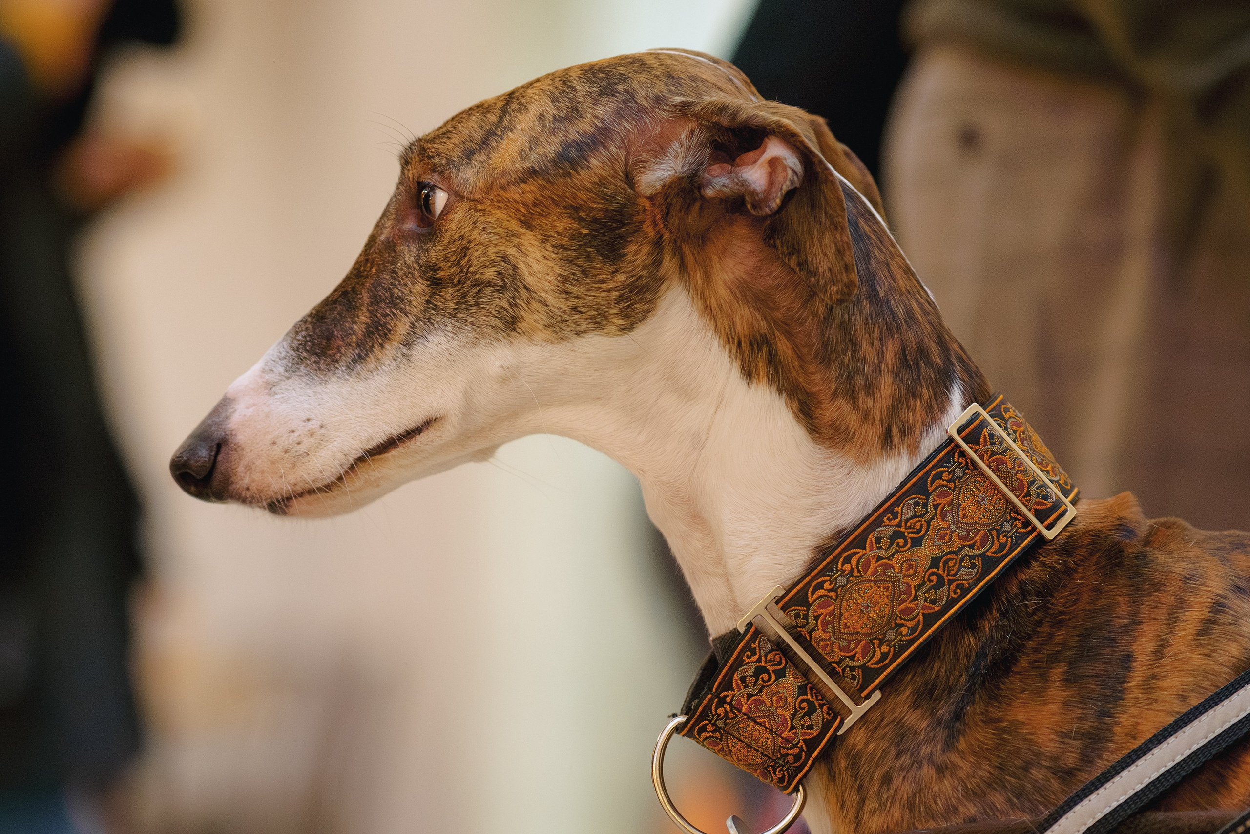 GalgoTreff / Solaris keskus 16 november. Kat Laisaar — Pet photographer in Tallinn