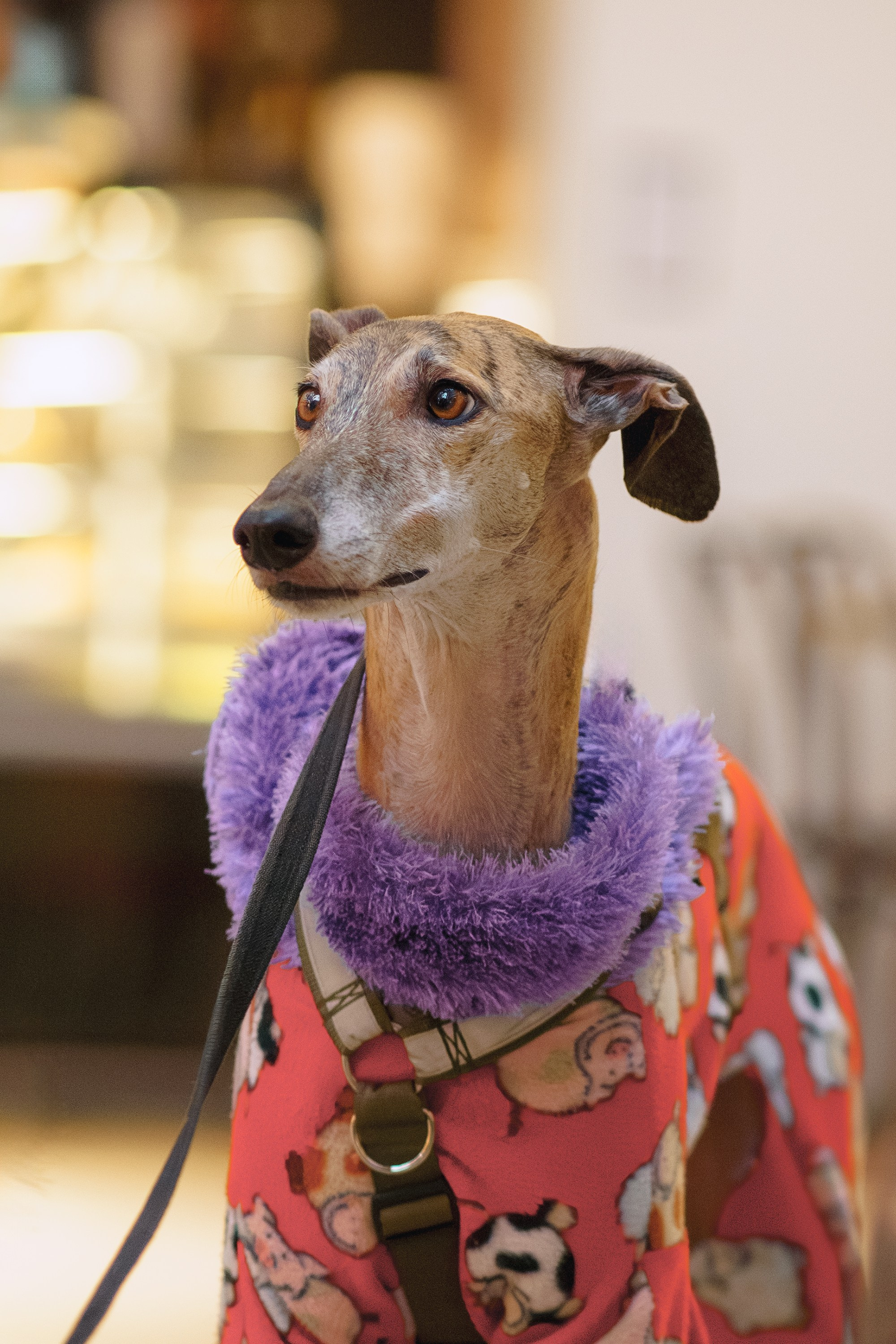 GalgoTreff / Solaris keskus 16 november. Kat Laisaar — Pet photographer in Tallinn