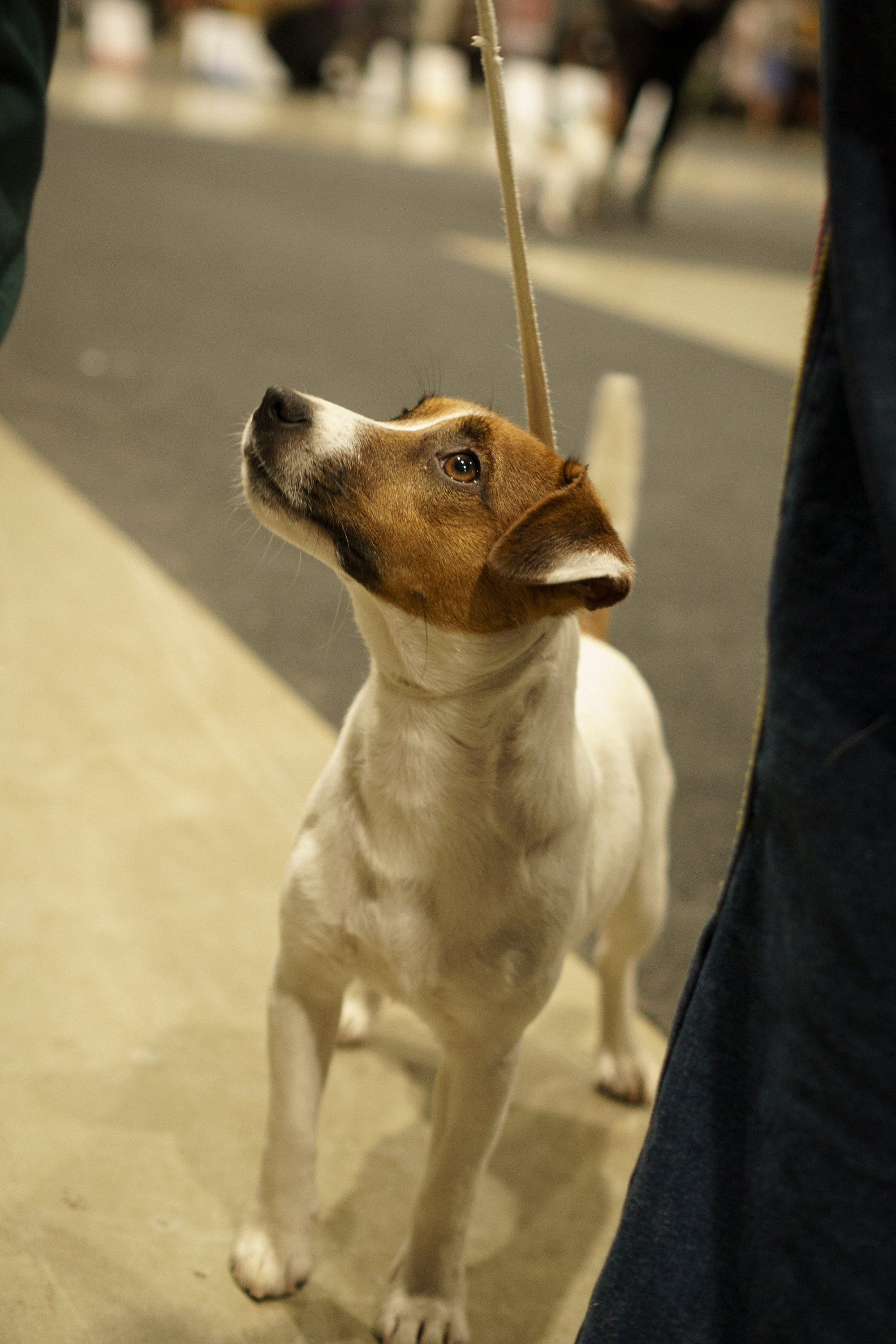 Tartu International Dog Show. Kat Laisaar — Pet photographer in Tallinn