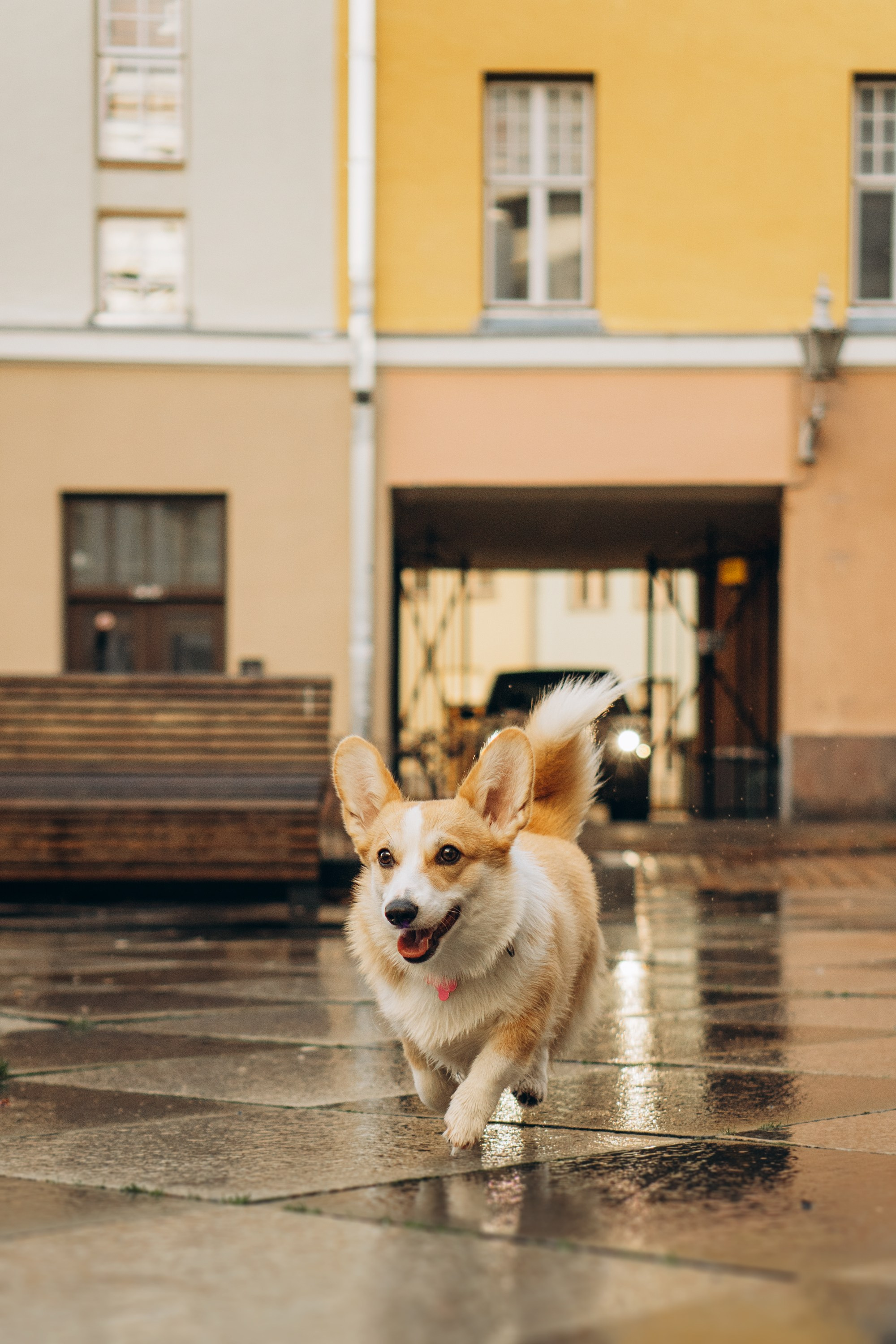 Maarika, Jegor and their Luna, Pembroke Welsh Corgi. Kat Laisaar — Pet photographer in Tallinn