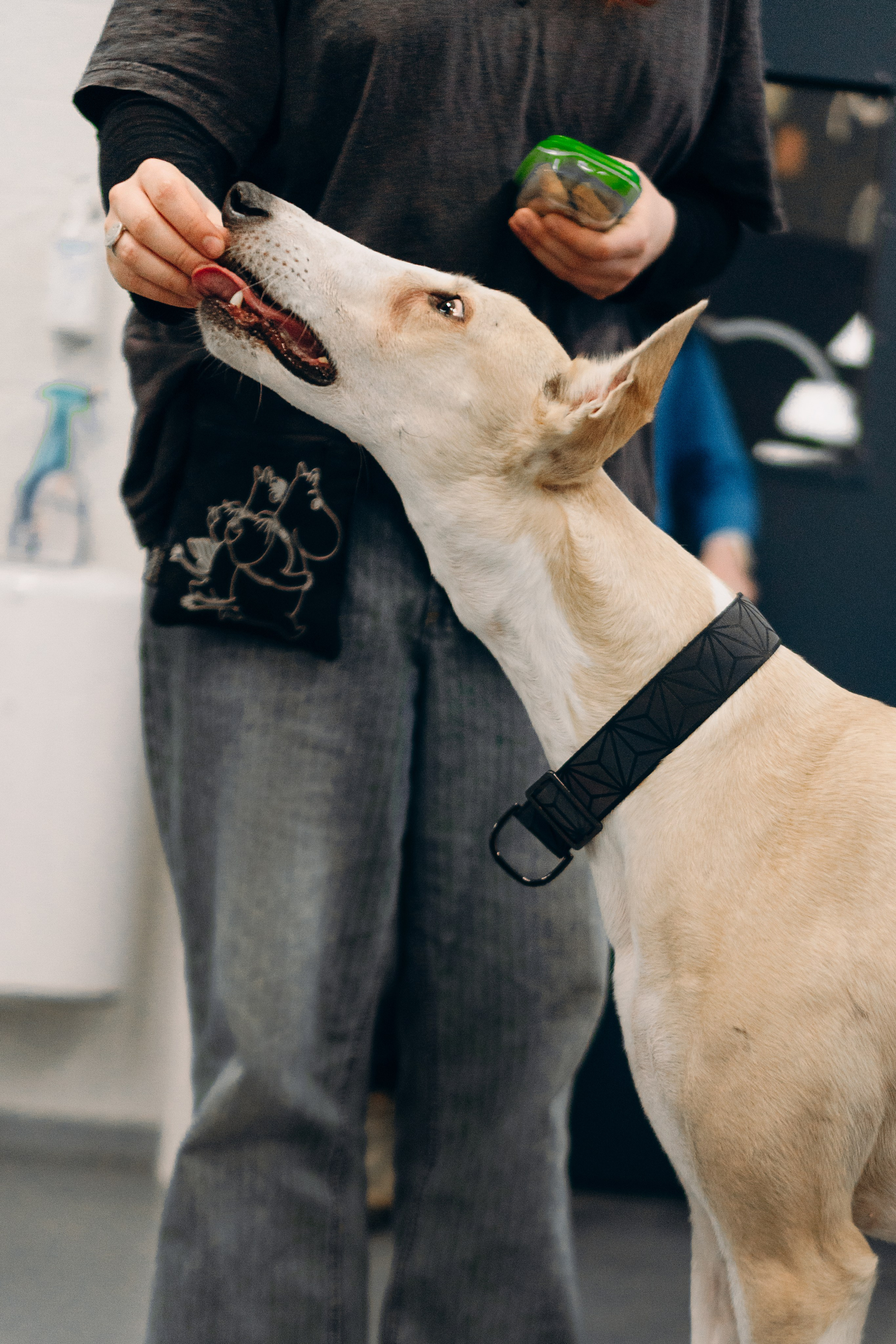 GalgoTreff / PetCity Rannamõisa, 13 apr. 2025. Kat Laisaar — Pet photographer in Tallinn