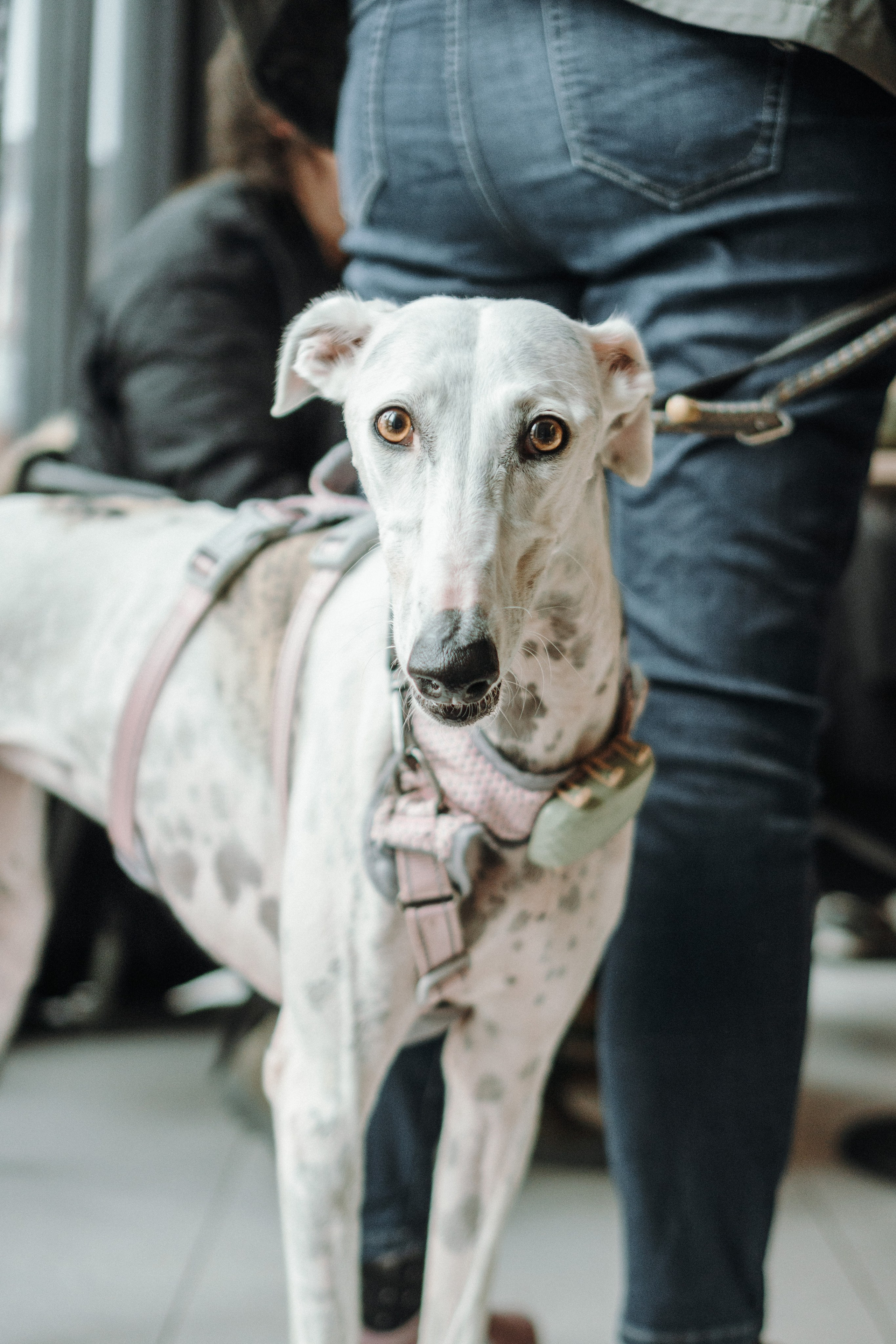 GalgoTreff / Mia Pagar 1 may, 2025. Kat Laisaar — Pet photographer in Tallinn