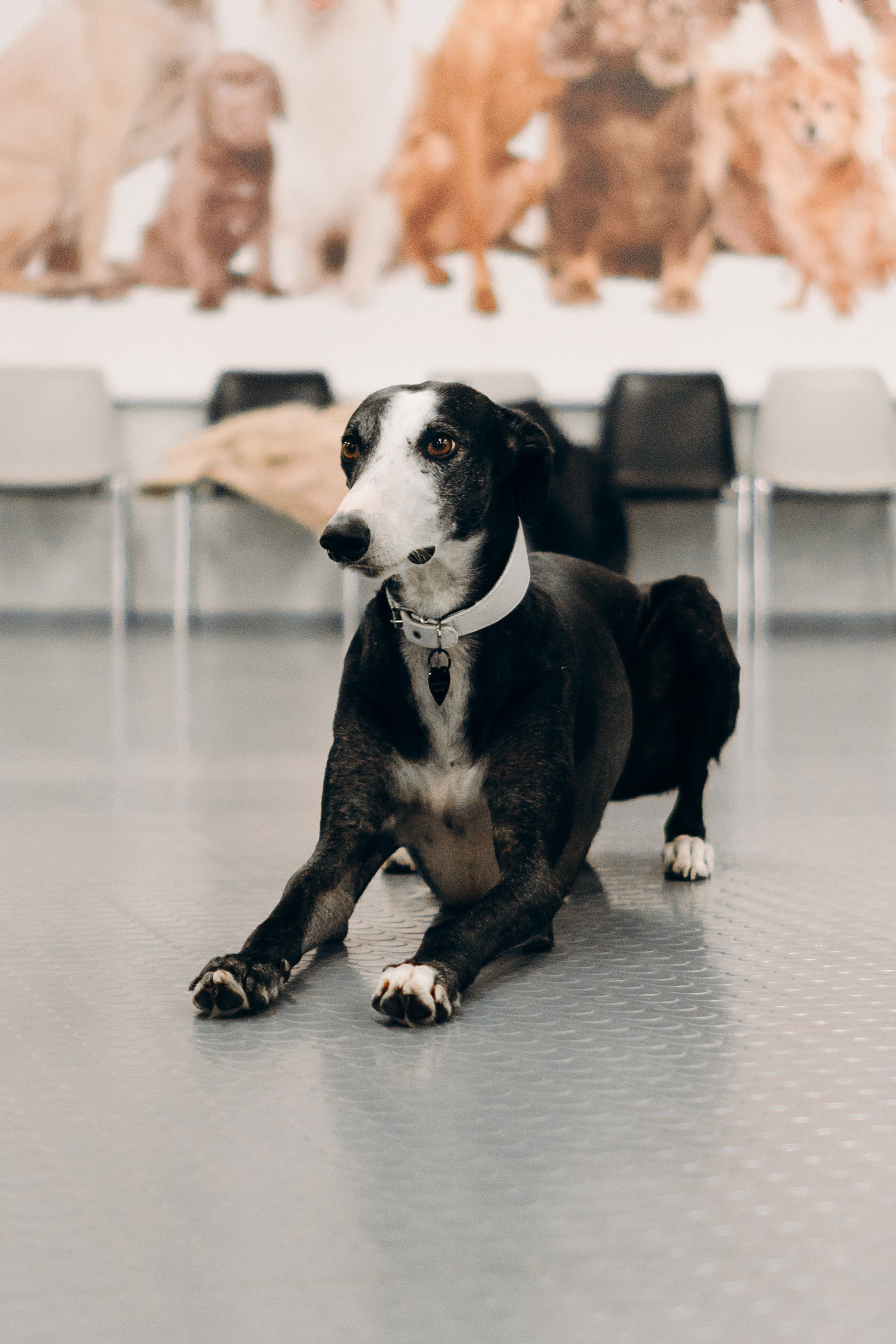 GalgoTreff / PetCity Rannamõisa, 13 apr. 2025. Kat Laisaar — Pet photographer in Tallinn