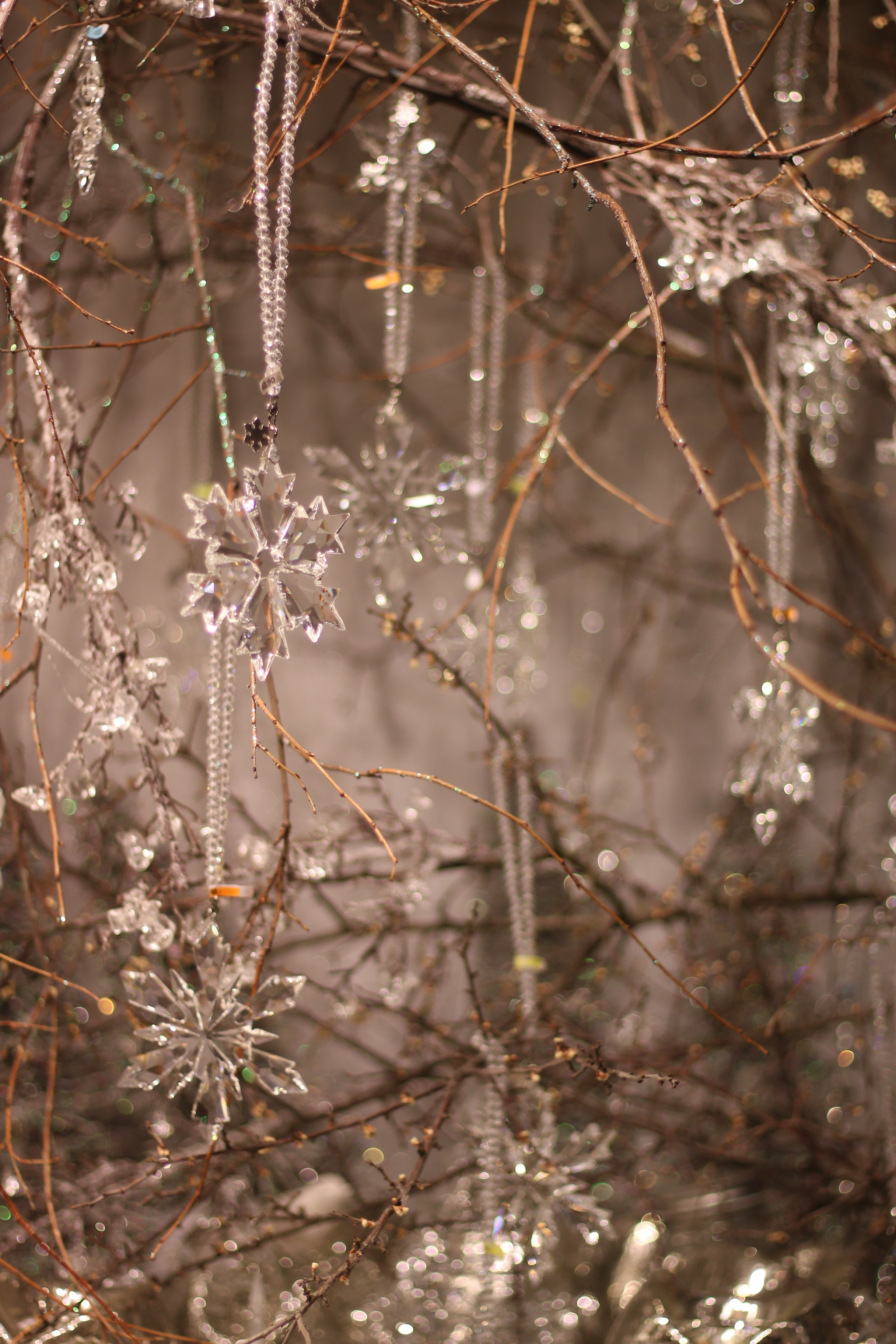 Vienna, Dec.19. Kseny Kolesnik Photography