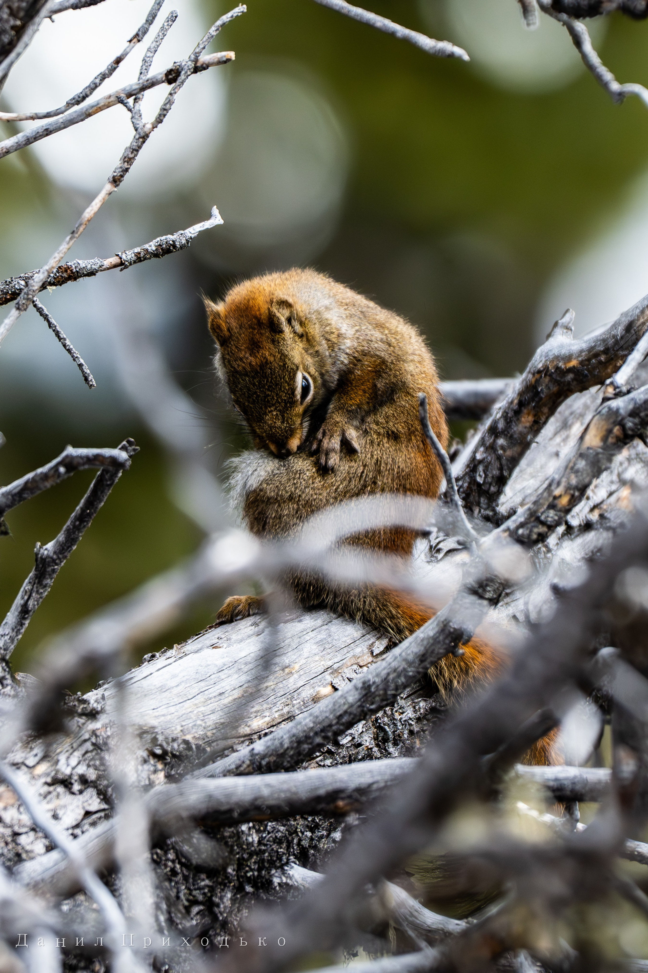 Danil Prikhodko Photography