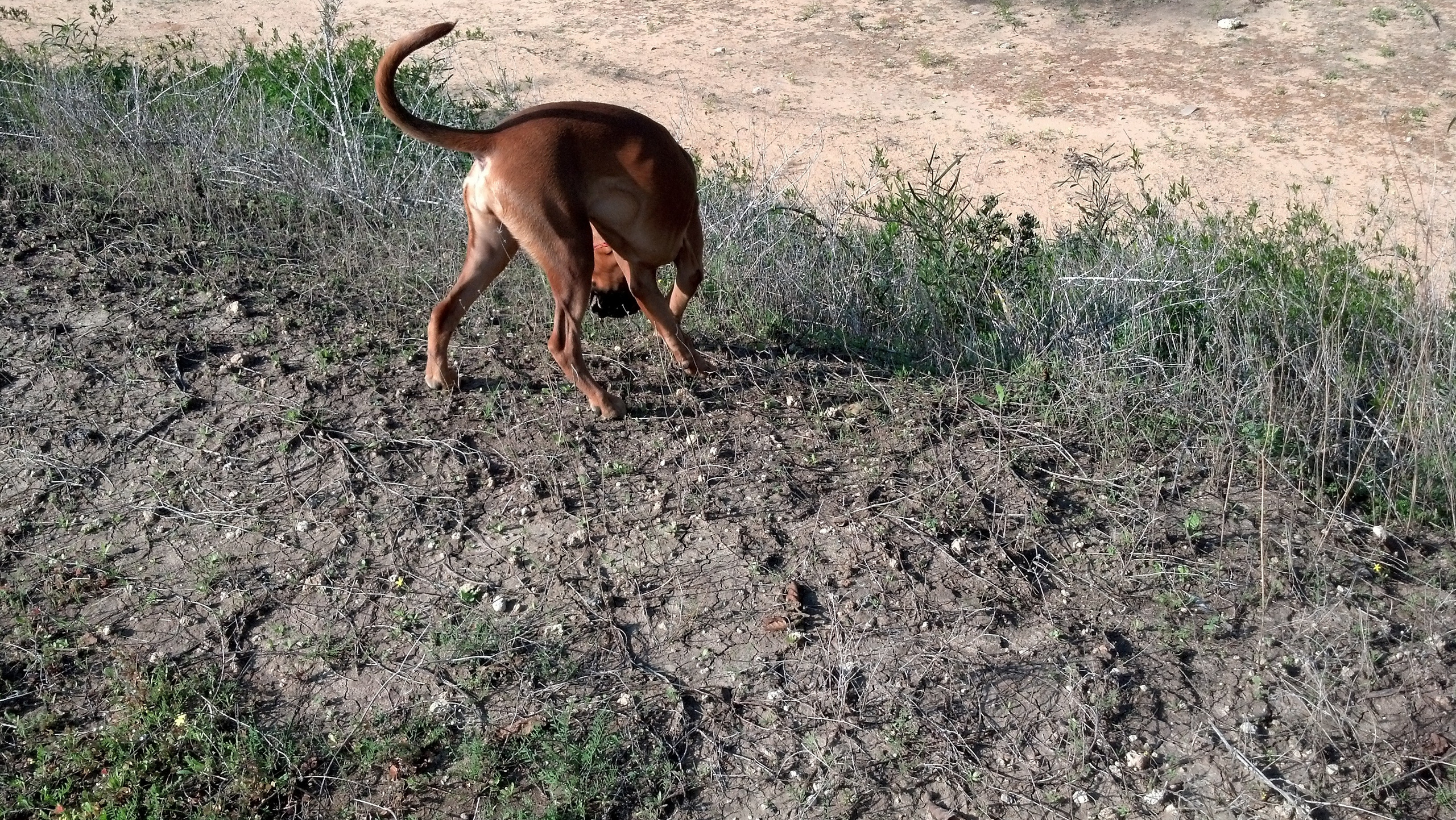 My ״Star״ Boxer Dog
