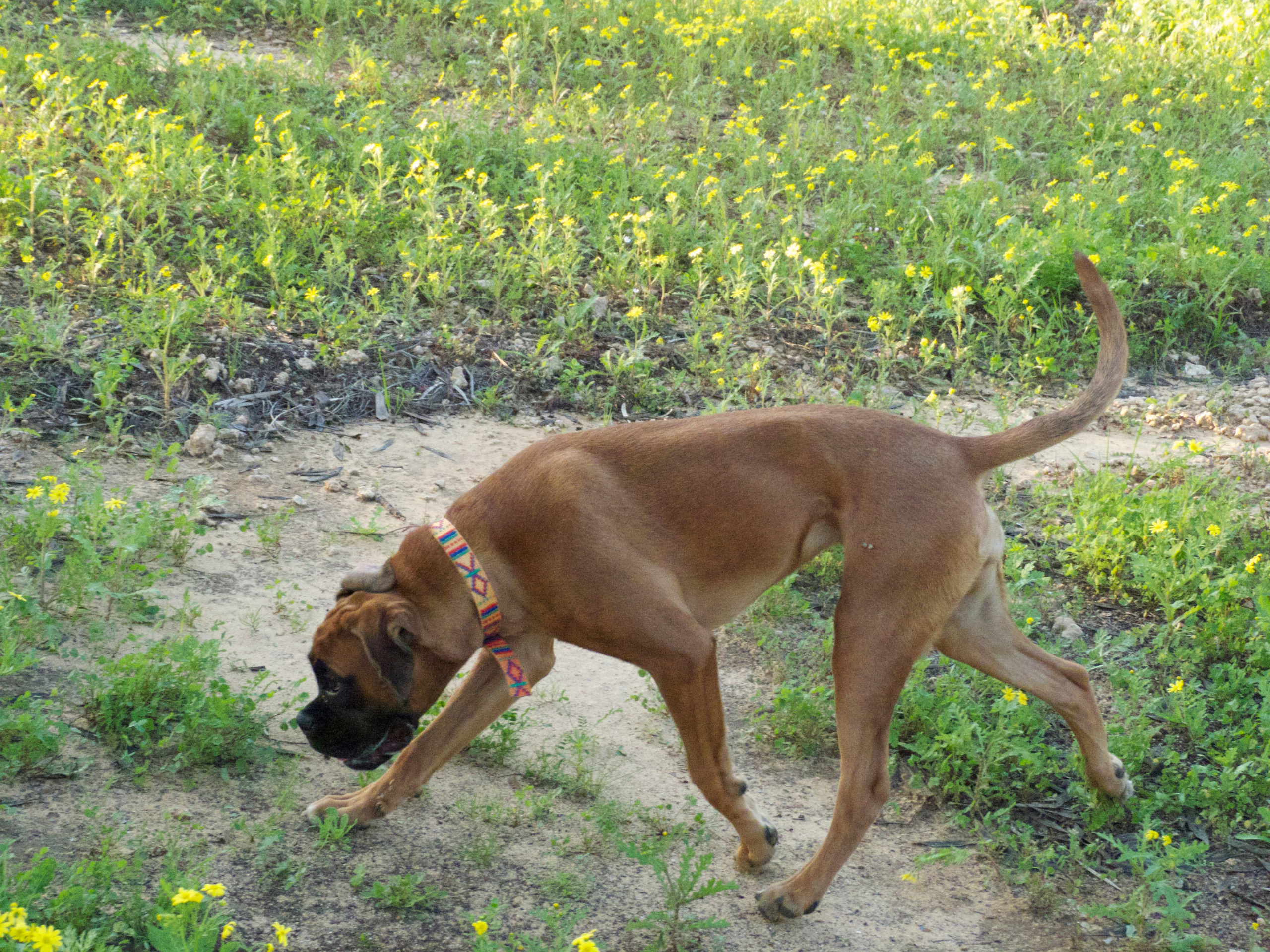 My ״Star״ Boxer Dog