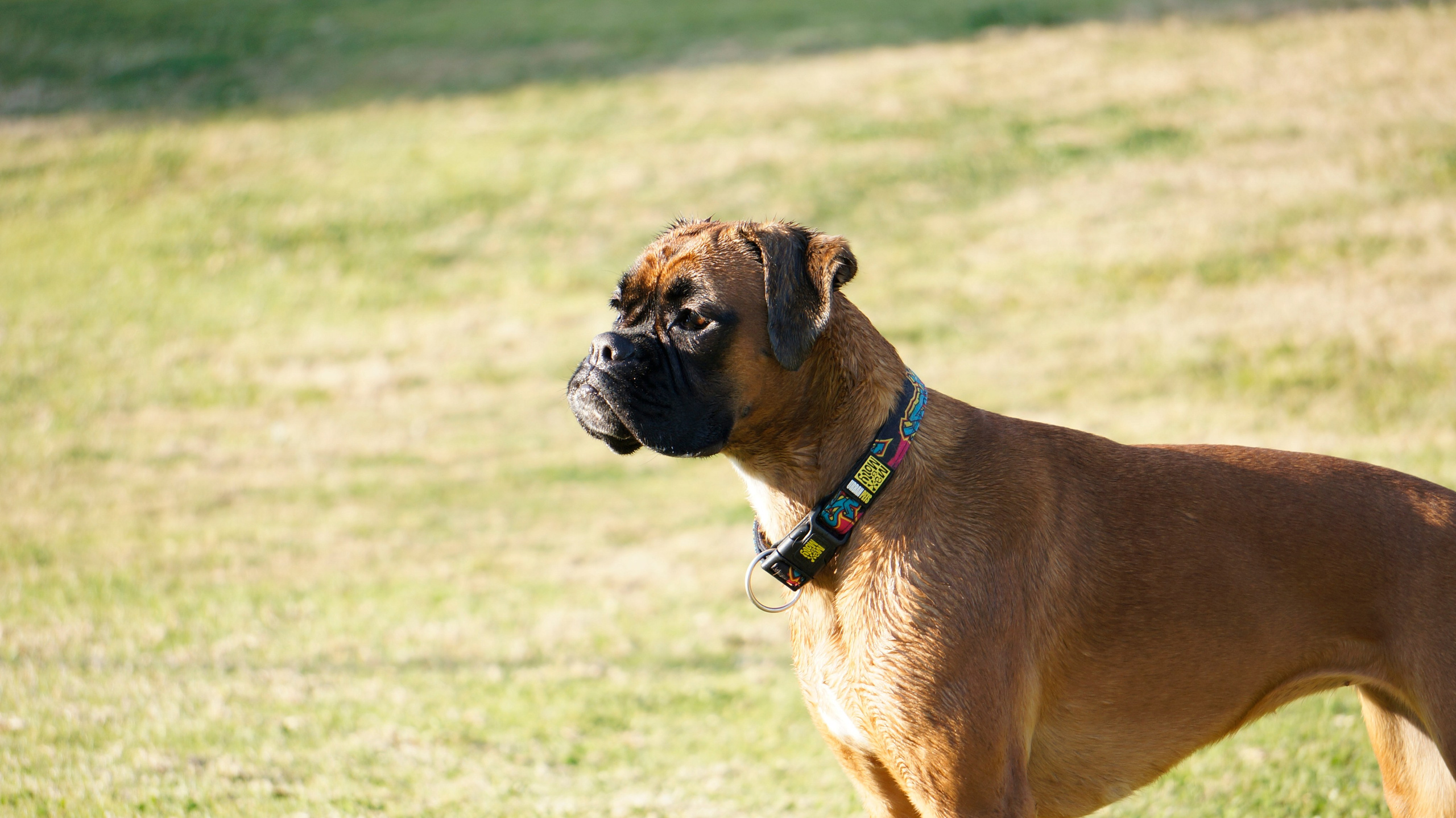 My ״Star״ Boxer Dog