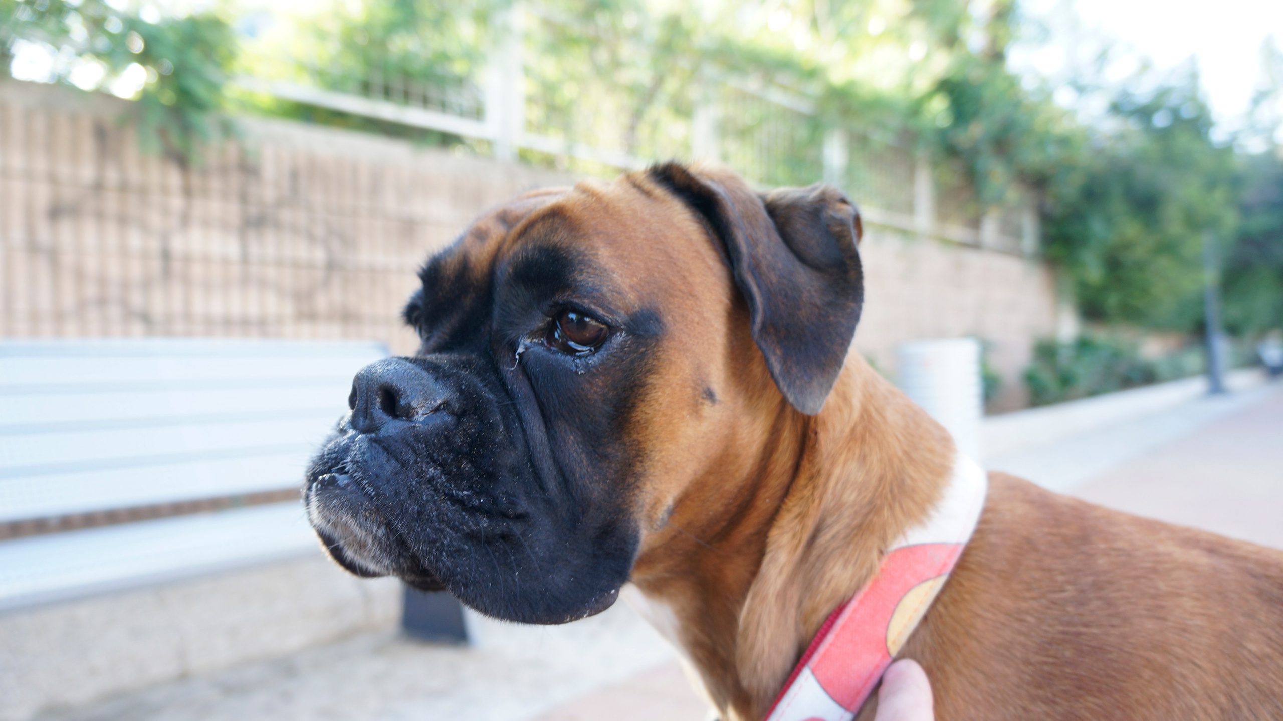 My ״Star״ Boxer Dog