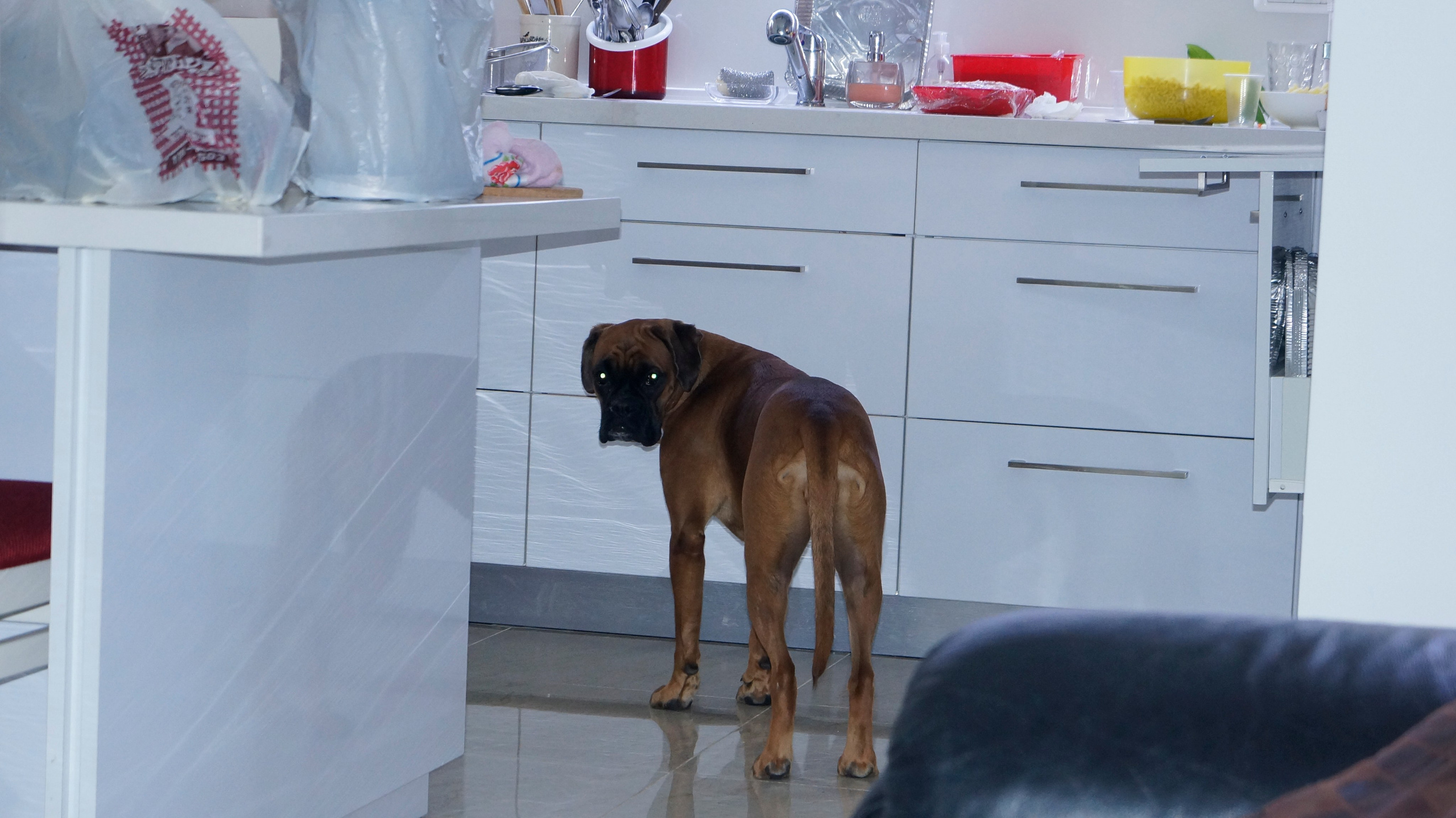 My ״Star״ Boxer Dog