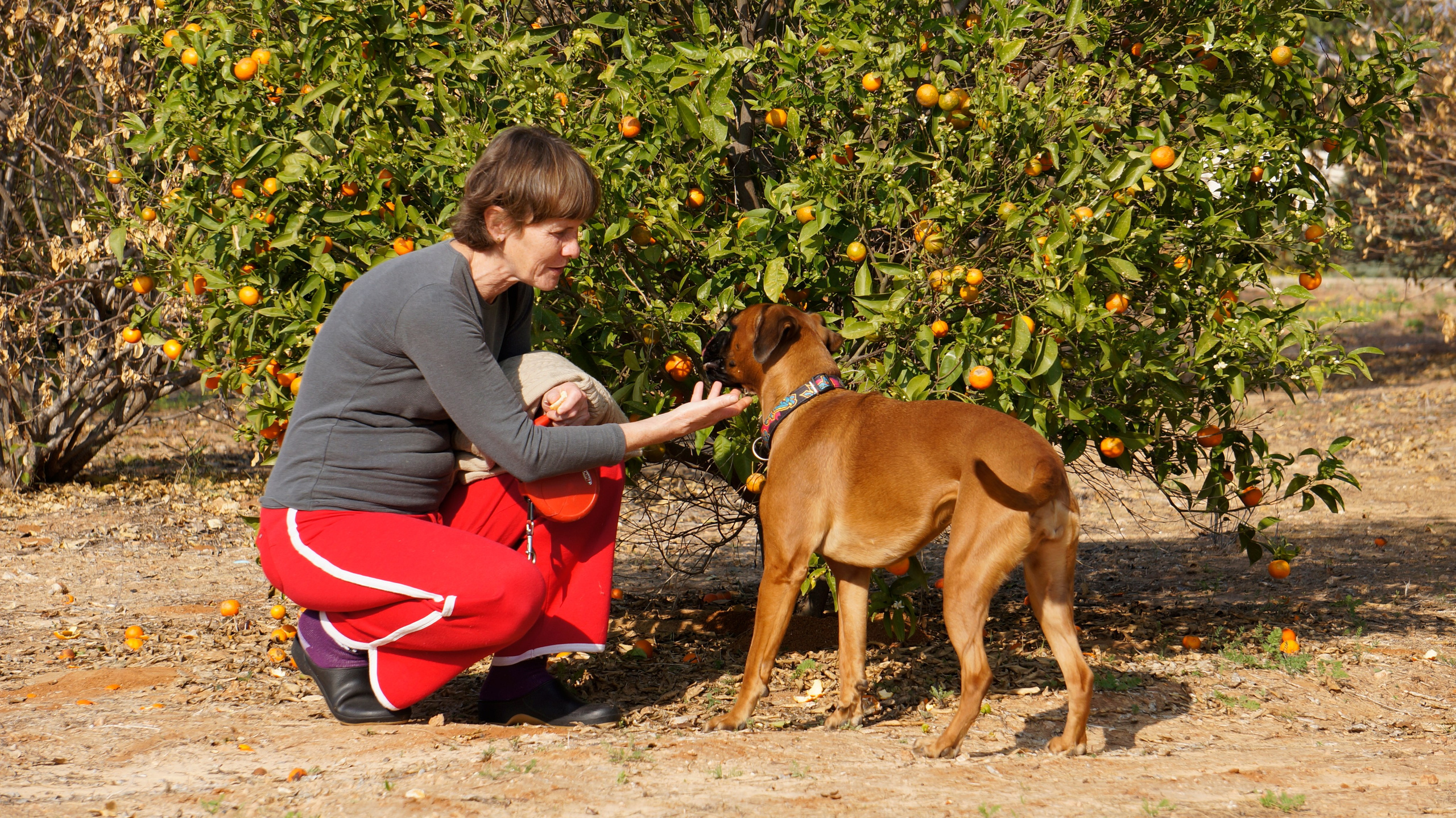 My ״Star״ Boxer Dog