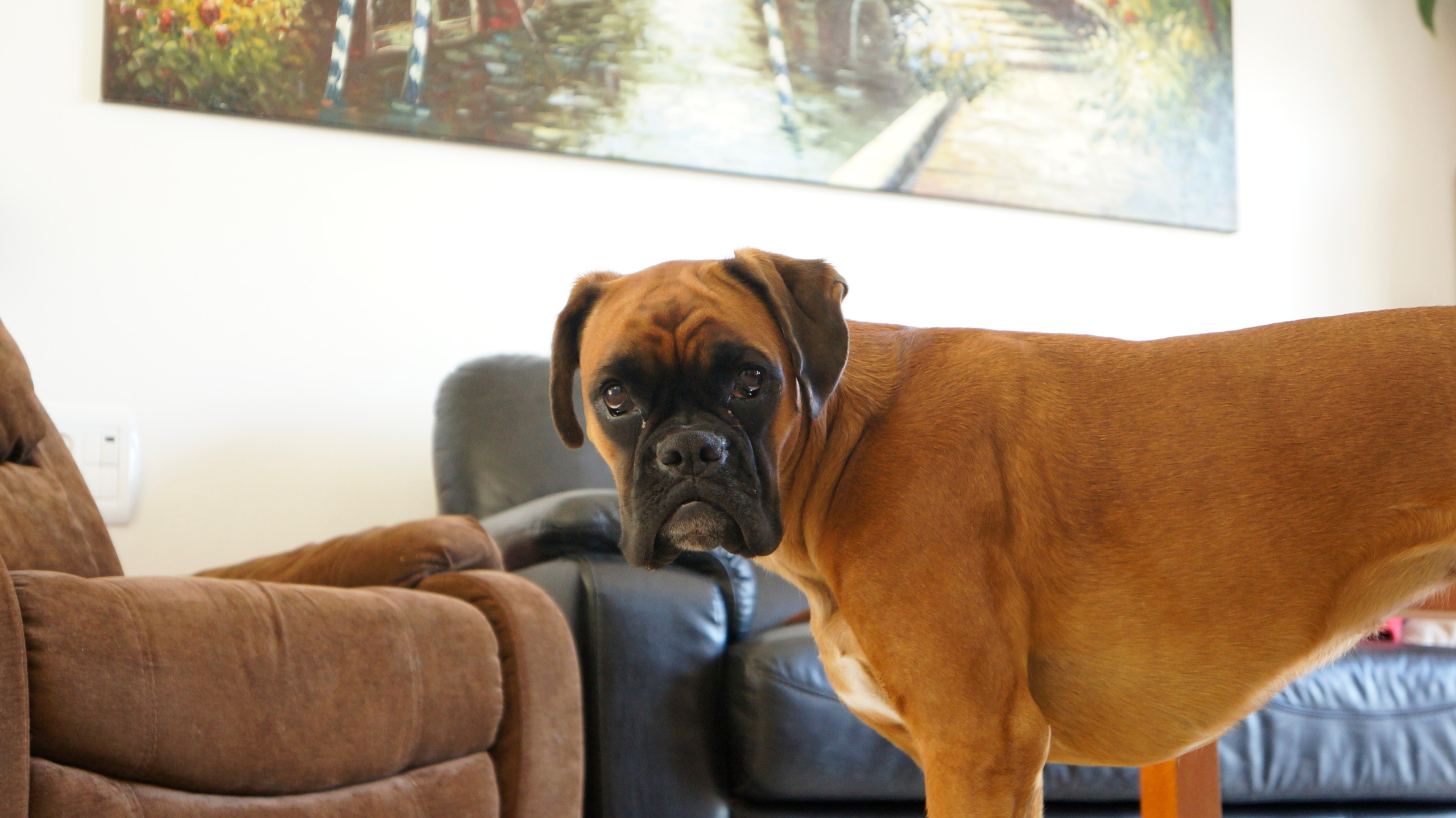 My ״Star״ Boxer Dog