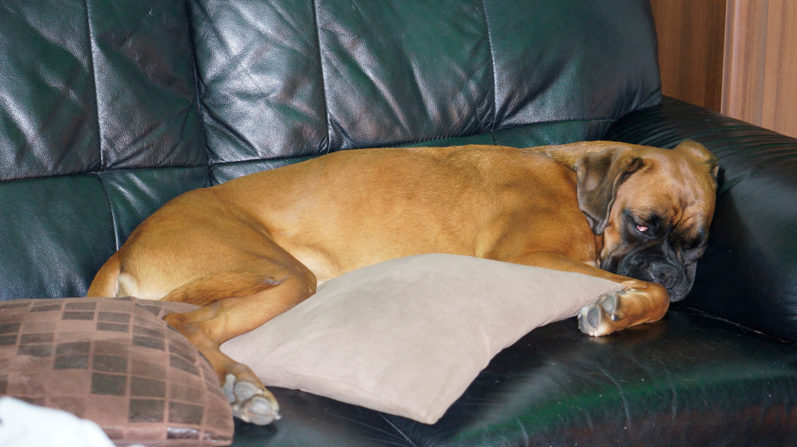 My ״Star״ Boxer Dog