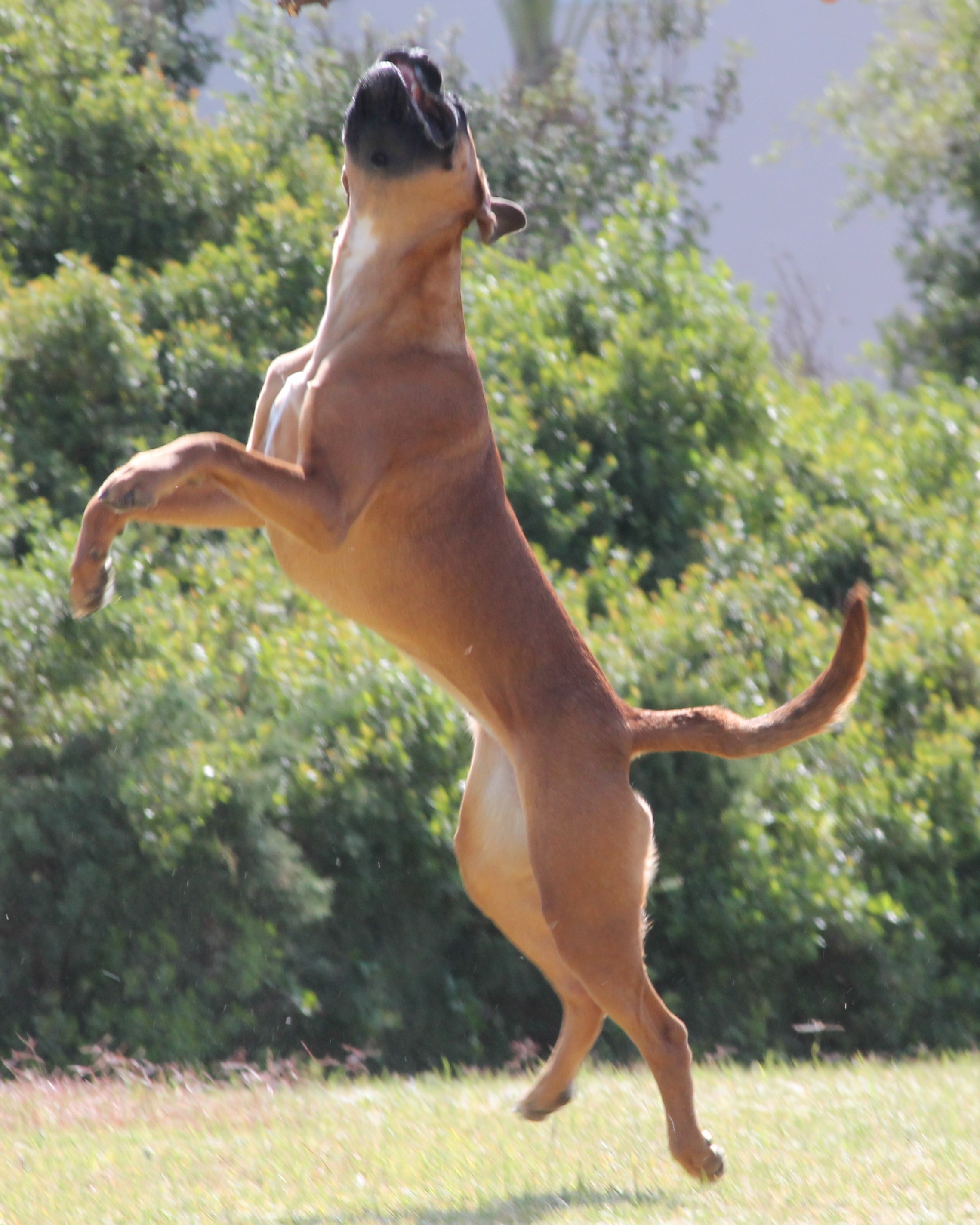 My ״Star״ Boxer Dog