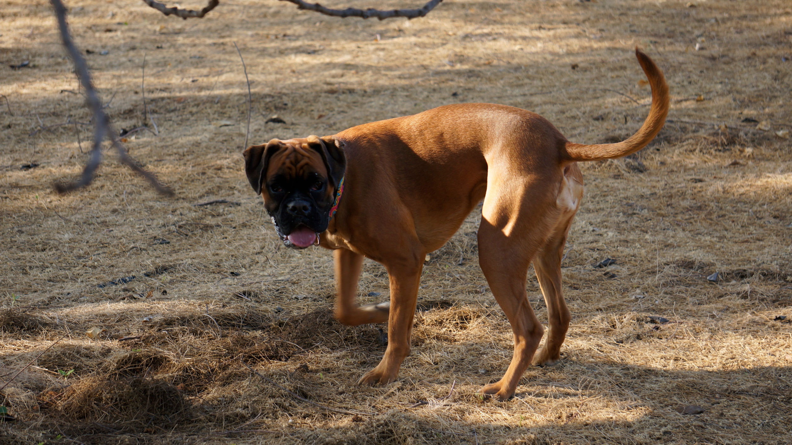 My ״Star״ Boxer Dog