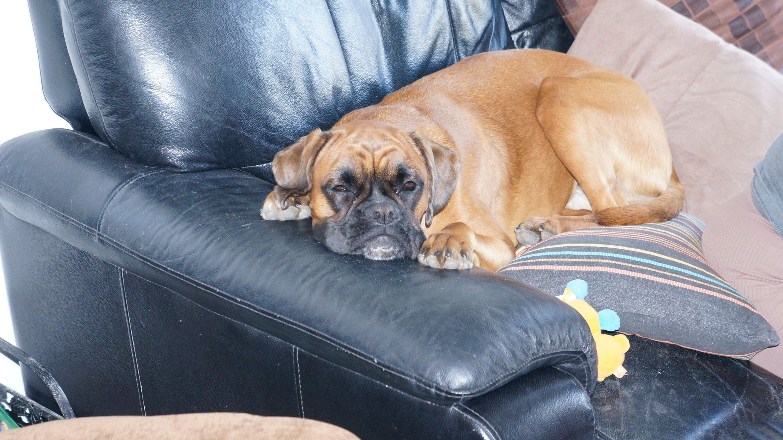 My ״Star״ Boxer Dog