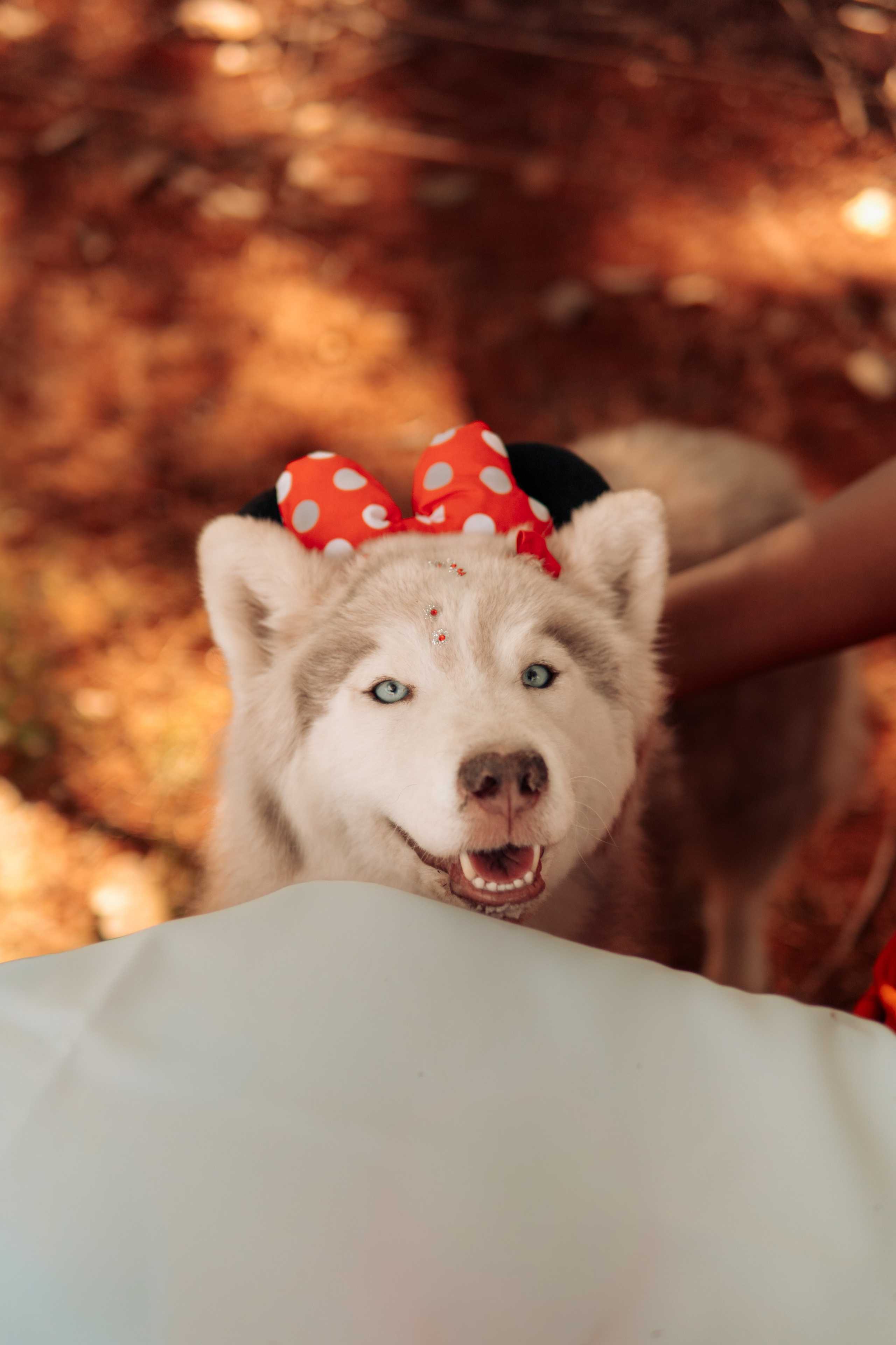 Aniversário. Reference Visuals