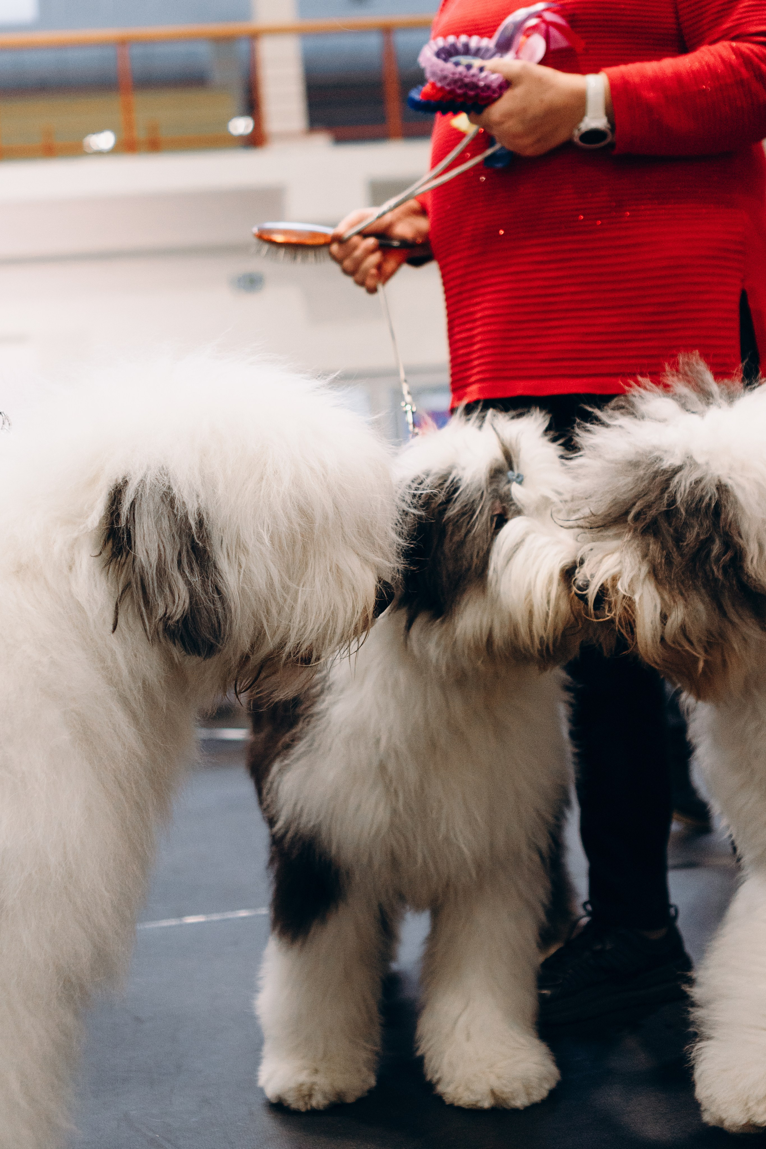 Pärnu dog weekend photo report. Kat Laisaar — Pet photographer in Tallinn