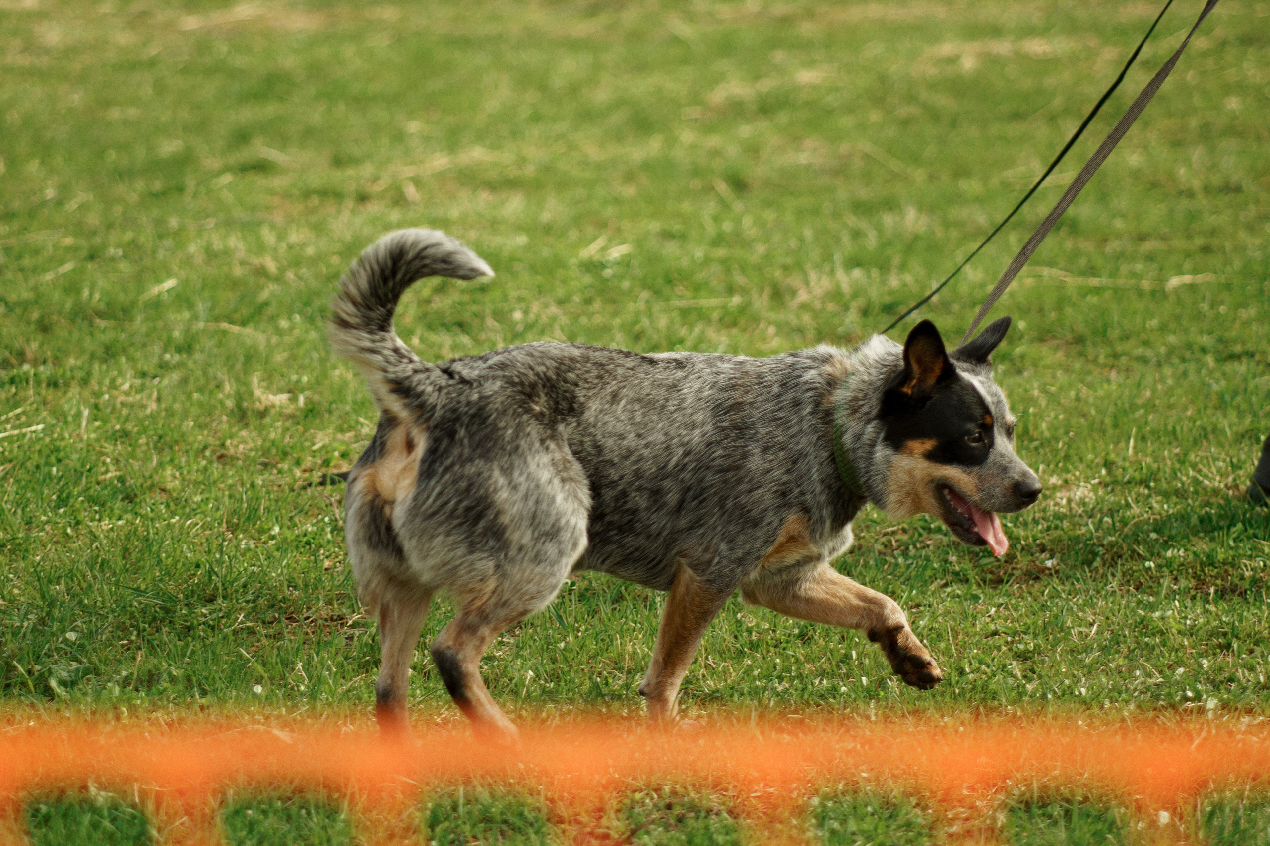 Herding Days, 26 apr. 2025. Kat Laisaar — Pet photographer in Tallinn