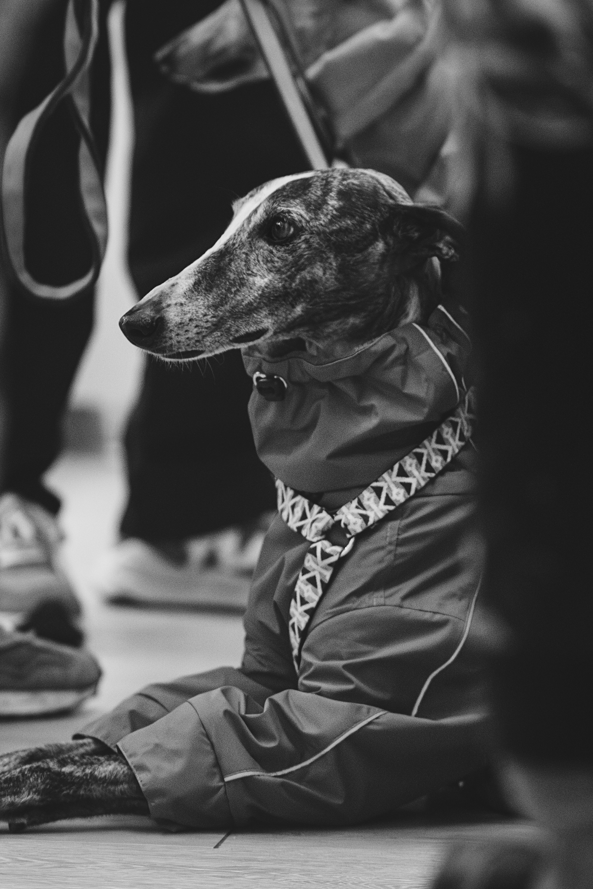 GalgoTreff / Solaris keskus 16 november. Kat Laisaar — Pet photographer in Tallinn