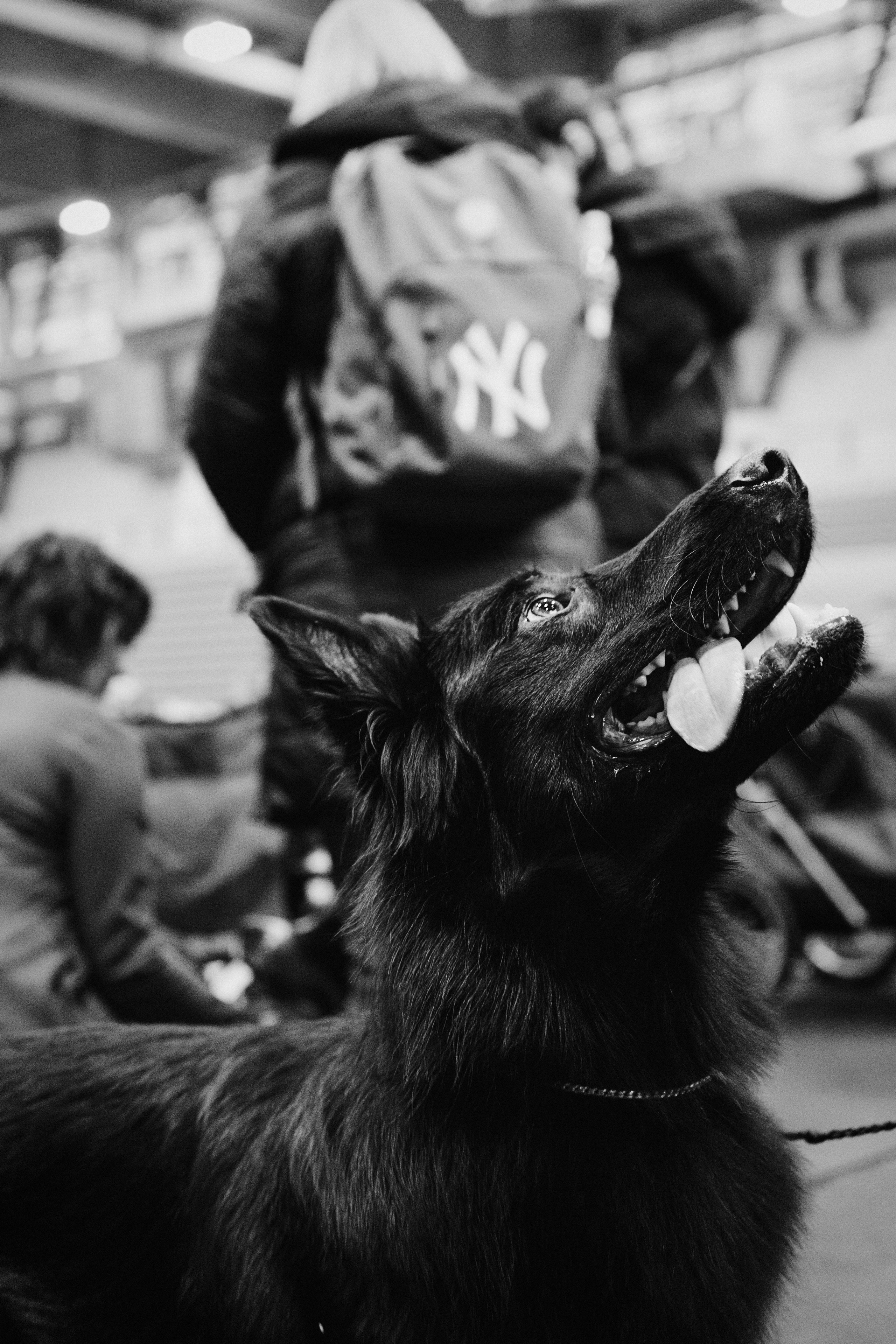 Pärnu dog weekend photo report. Kat Laisaar — Pet photographer in Tallinn