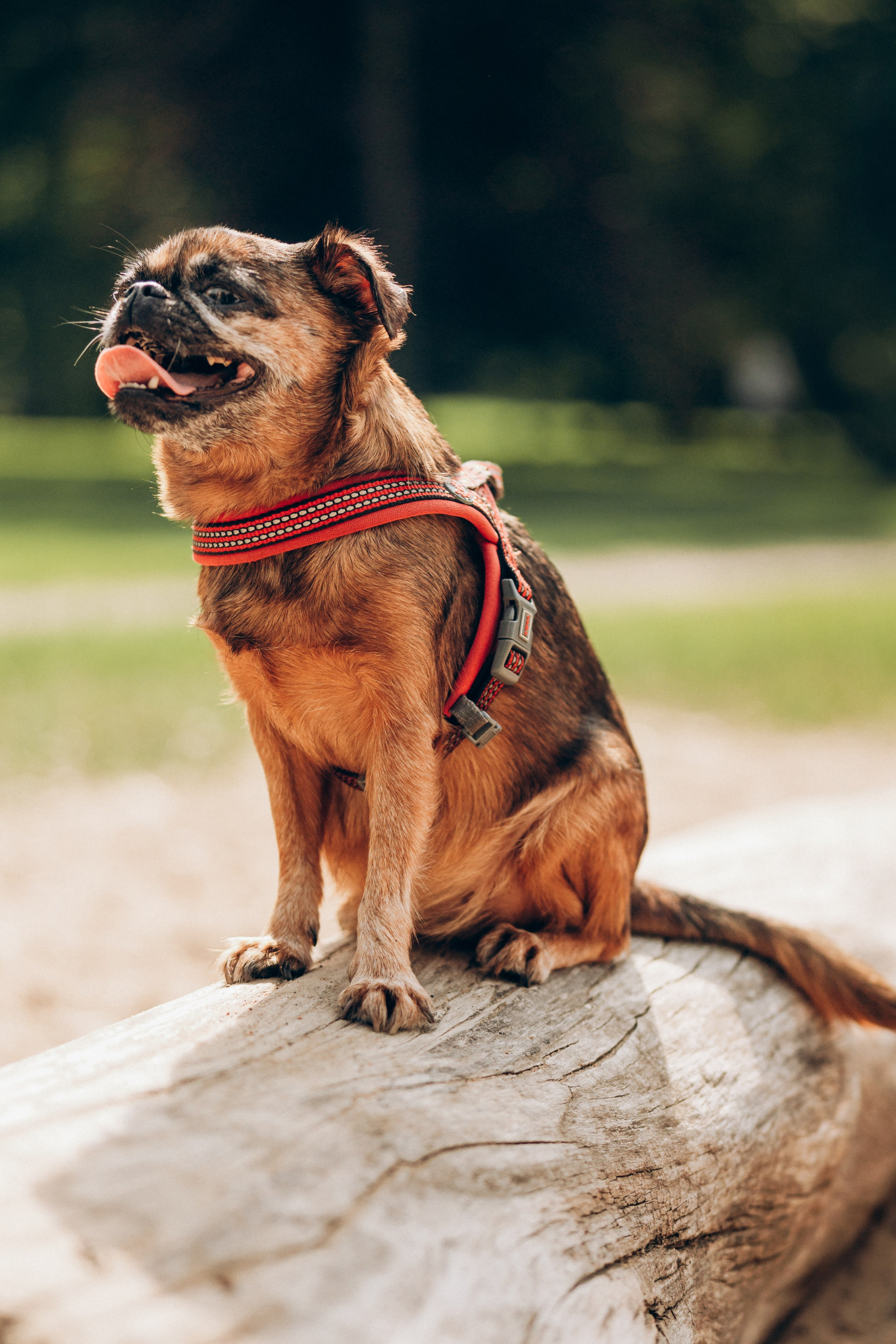 Natalia, Janik, Nusha & Betty. Фотограф-анималист в Таллинне, Катя Лайсаар