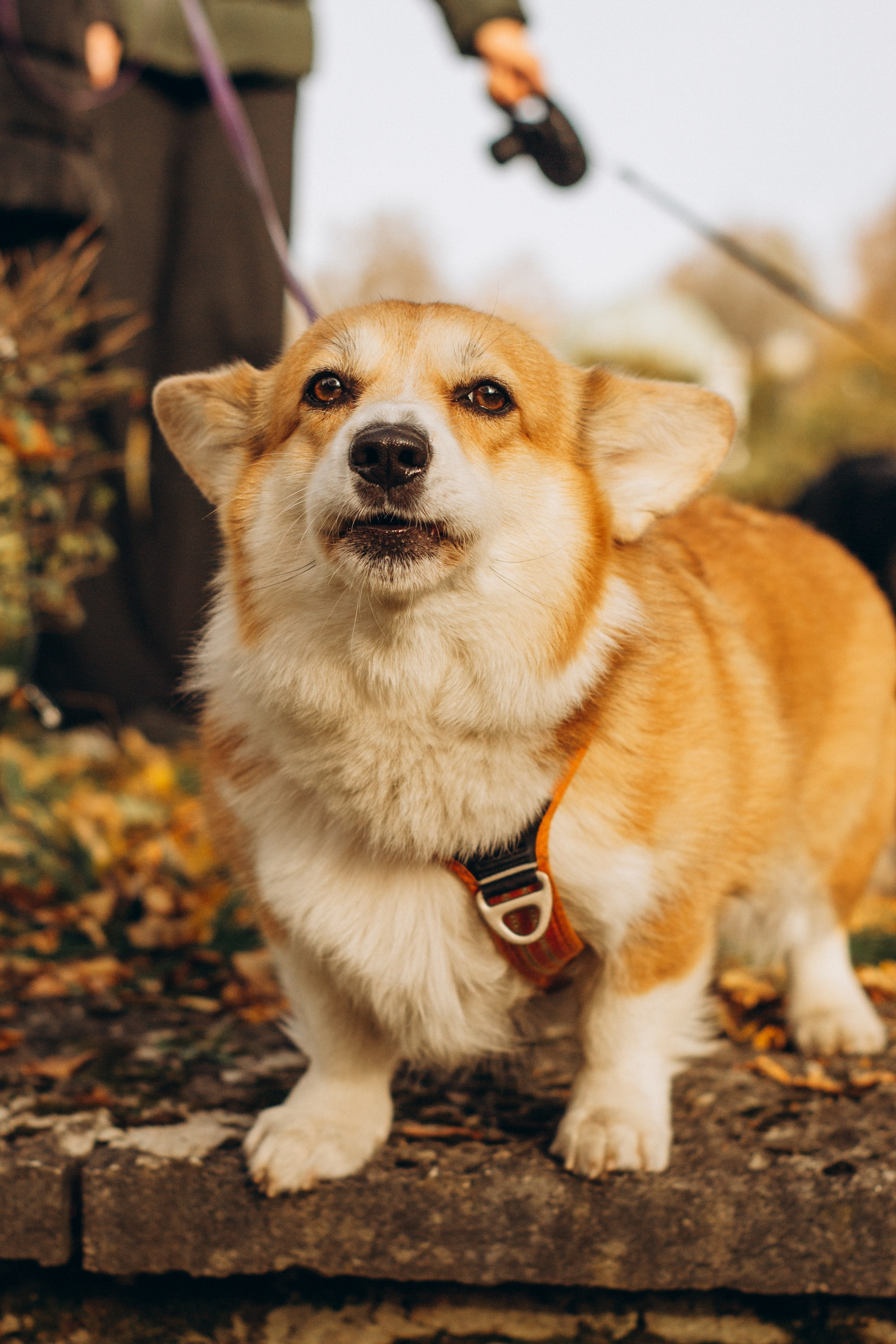 Corgi party, october. Kat Laisaar — Pet photographer in Tallinn